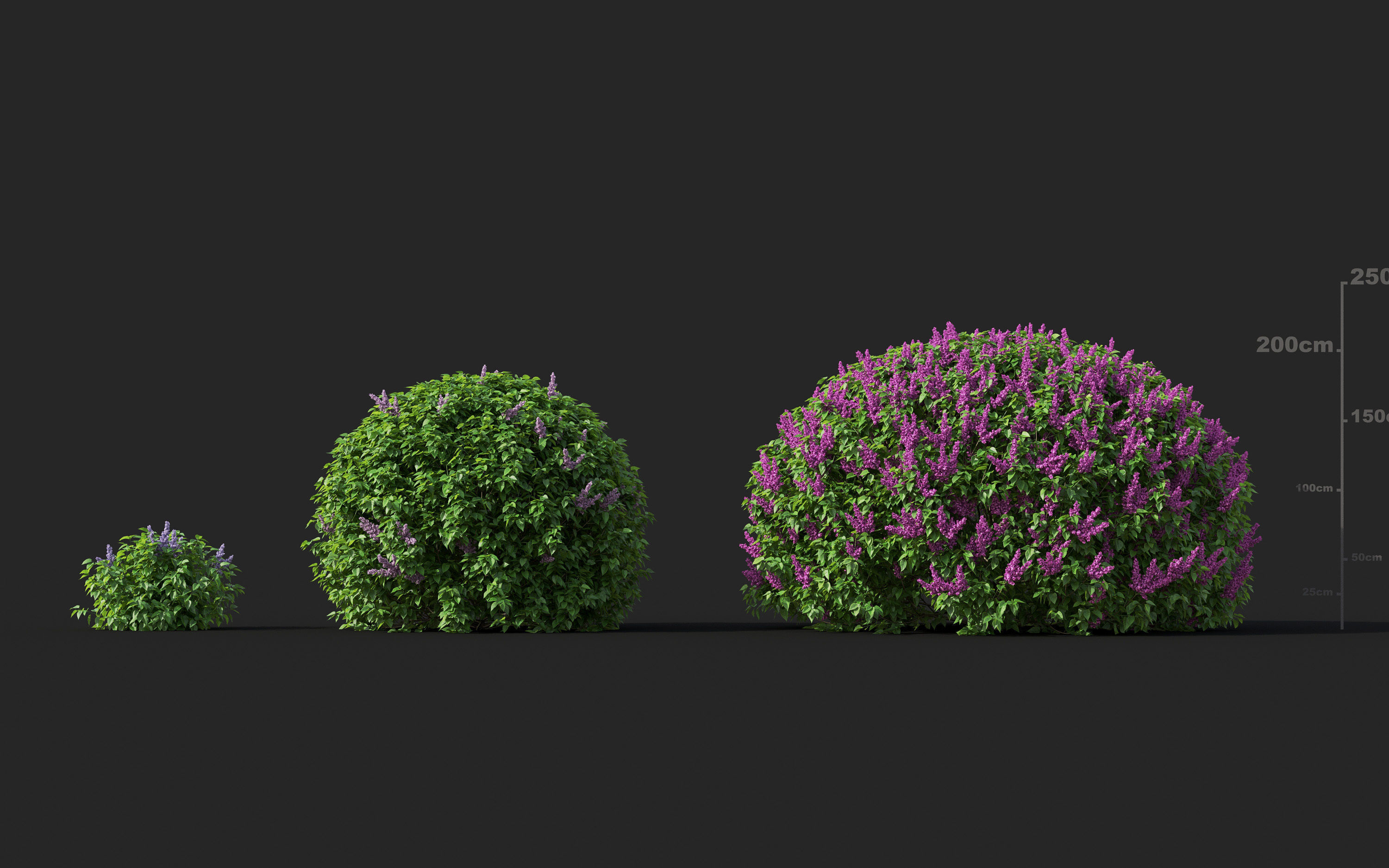 Garden shrub flowers Collection- Include GrowFX and Mesh file  3D model_33