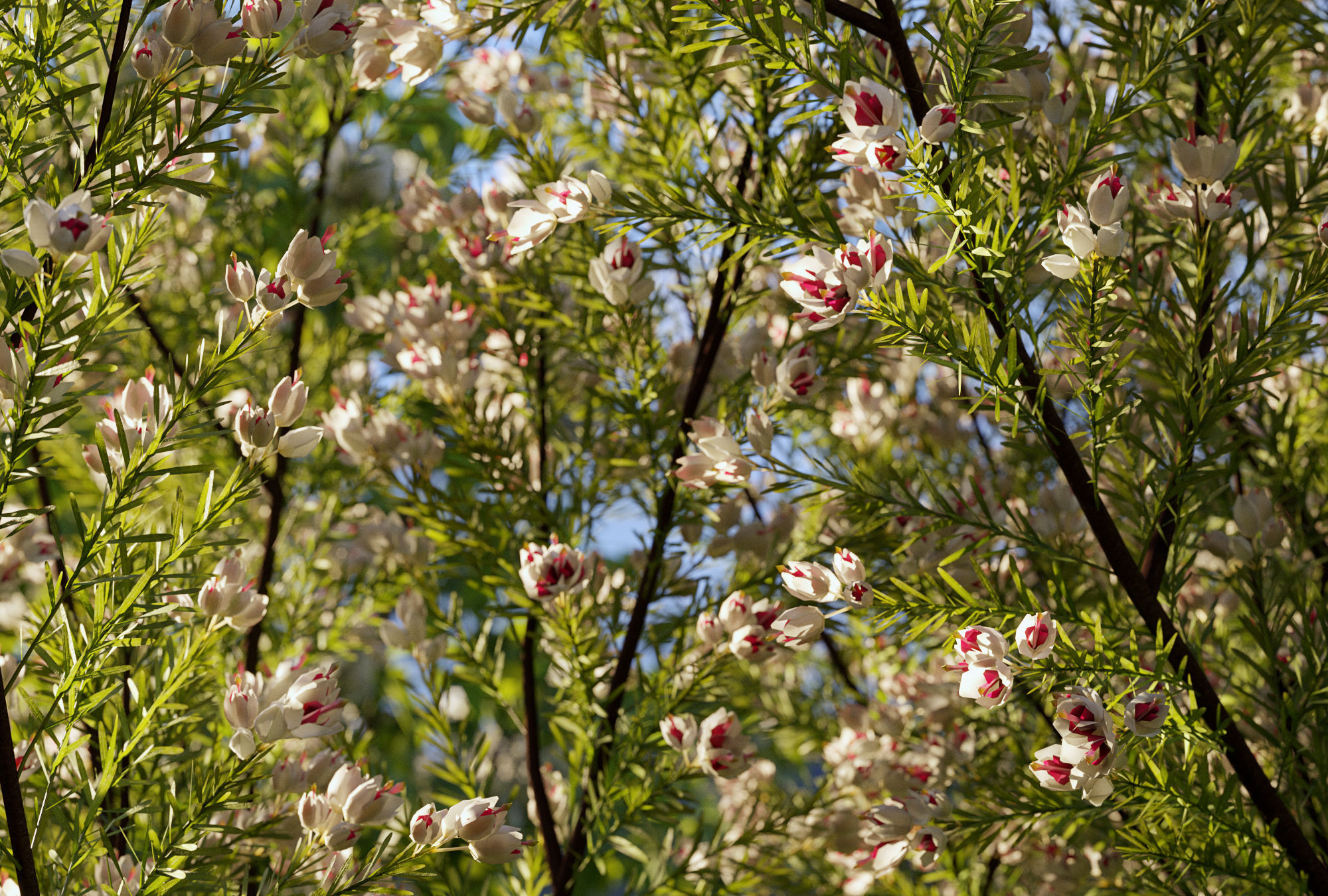 Garden shrub flowers Collection- Include GrowFX and Mesh file  3D model_2