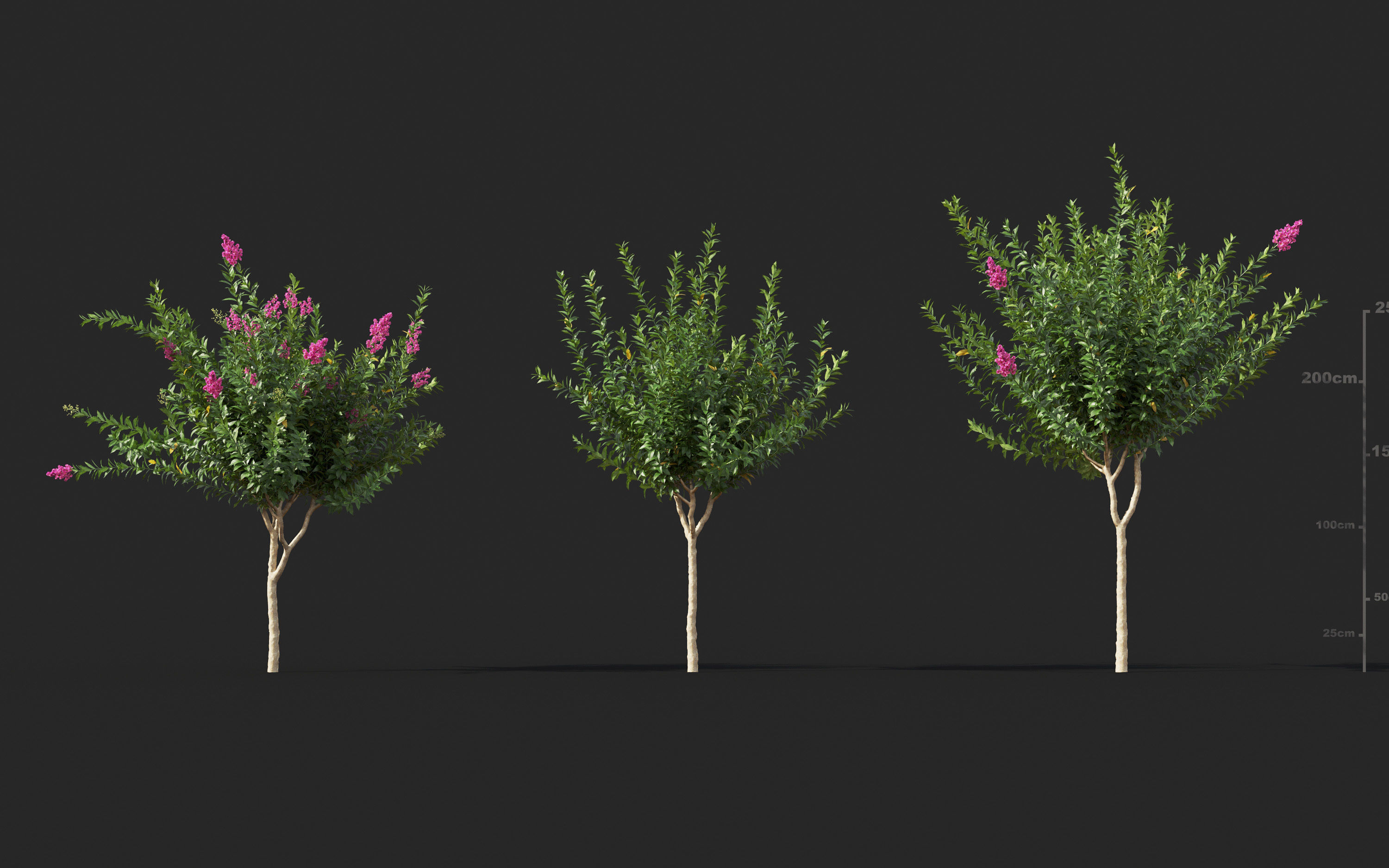 Garden shrub flowers Collection- Include GrowFX and Mesh file  3D model_28