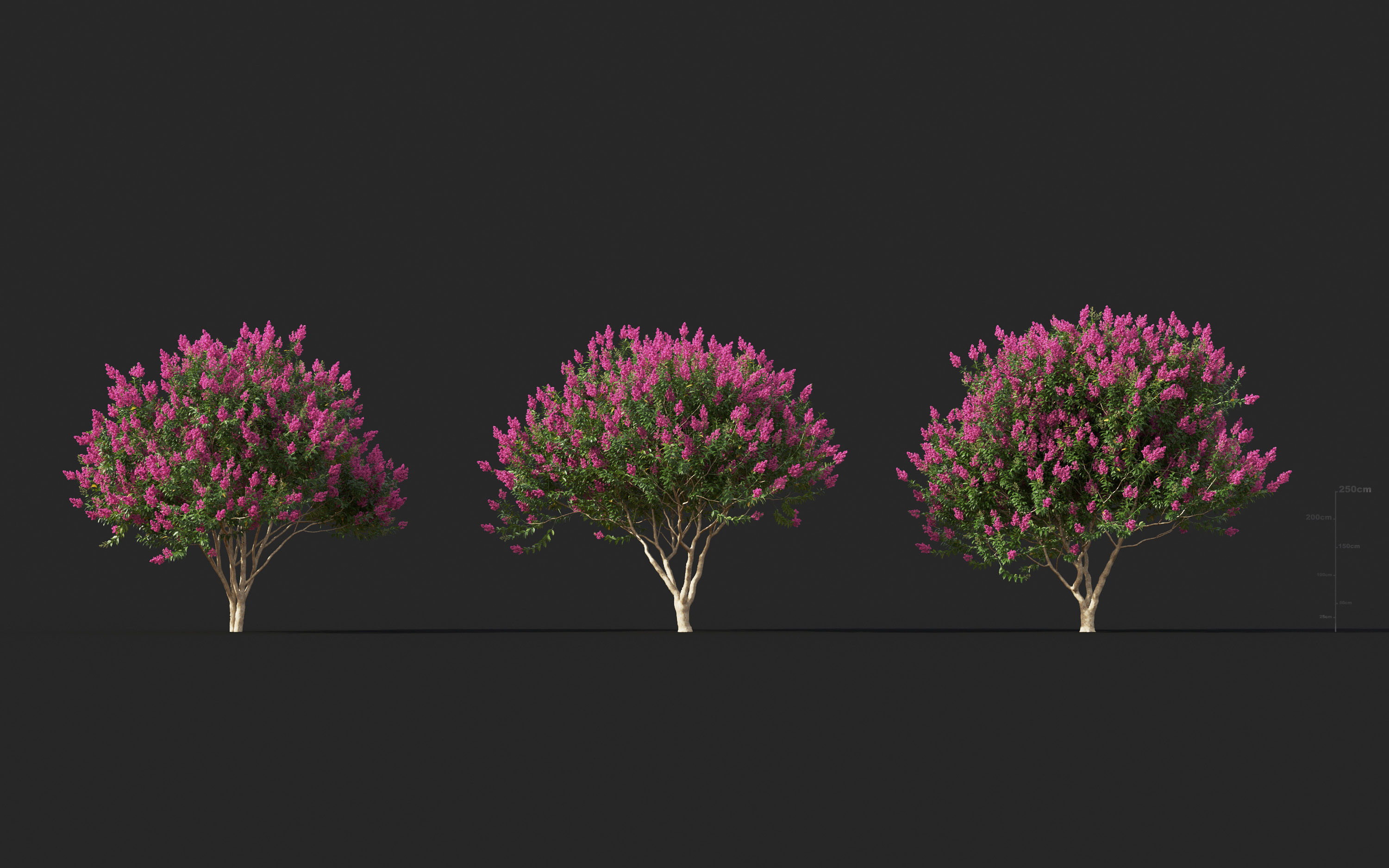 Garden shrub flowers Collection- Include GrowFX and Mesh file  3D model_29