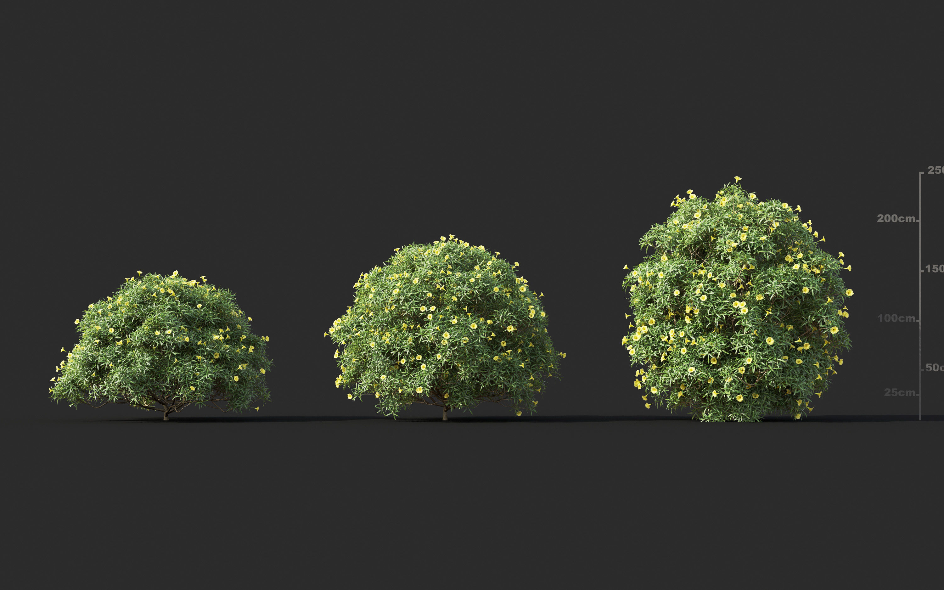 Garden shrub flowers Collection- Include GrowFX and Mesh file  3D model_13