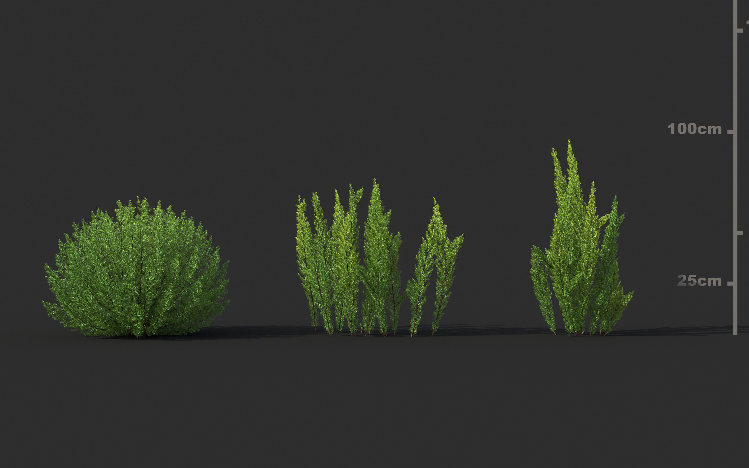 Garden shrub flowers Collection- Include GrowFX and Mesh file  3D model_16