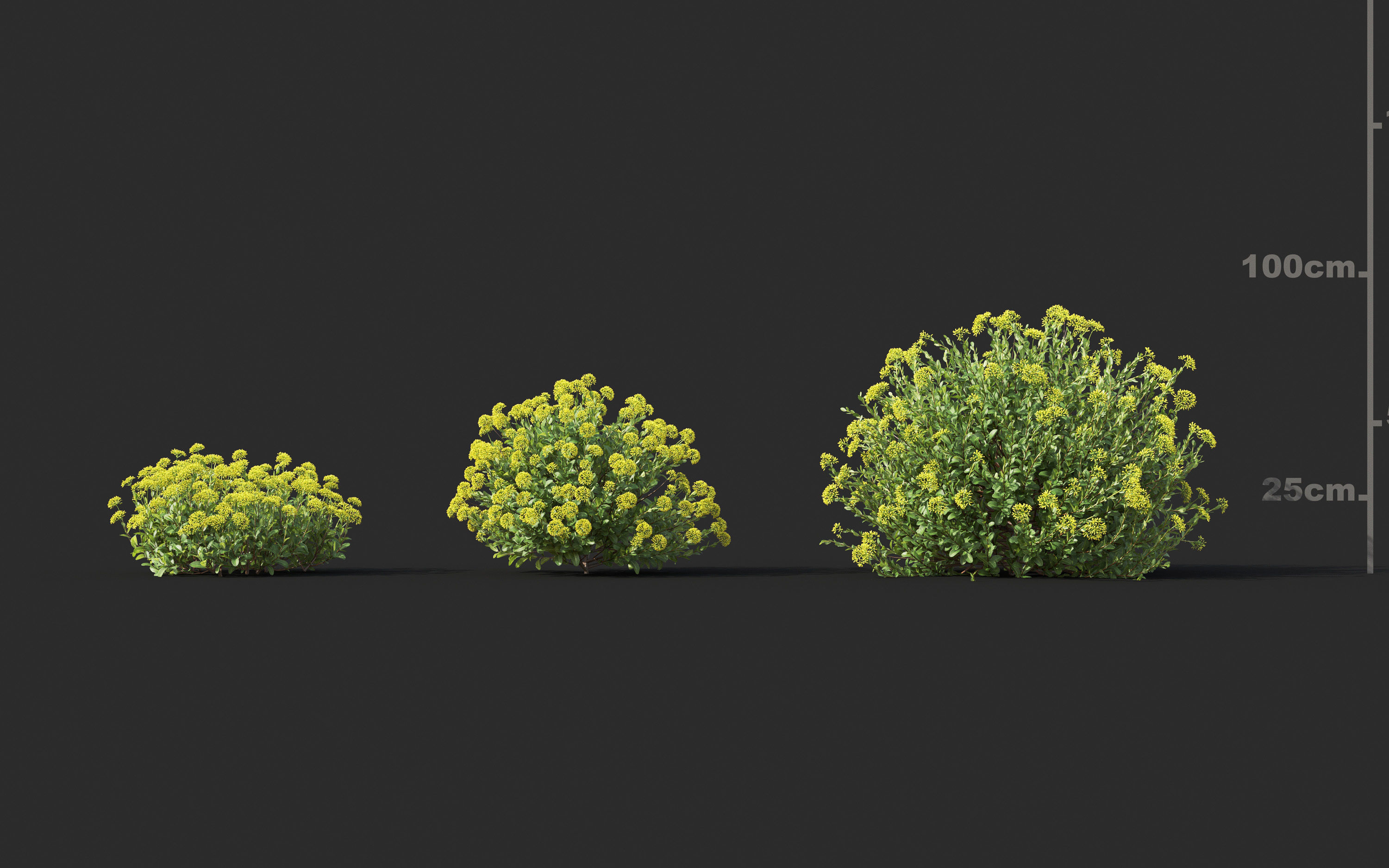 Garden shrub flowers Collection- Include GrowFX and Mesh file  3D model_7