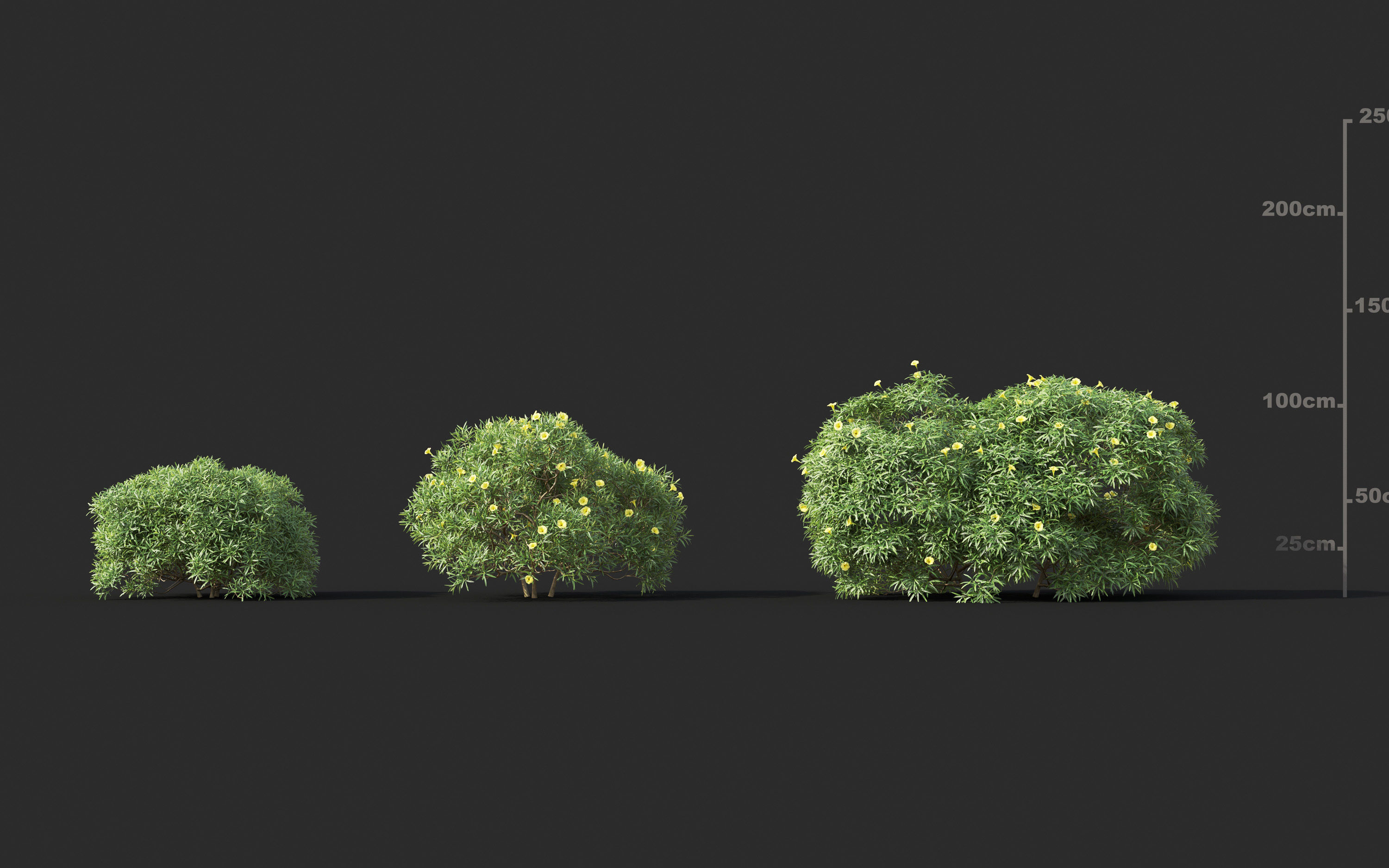 Garden shrub flowers Collection- Include GrowFX and Mesh file  3D model_12