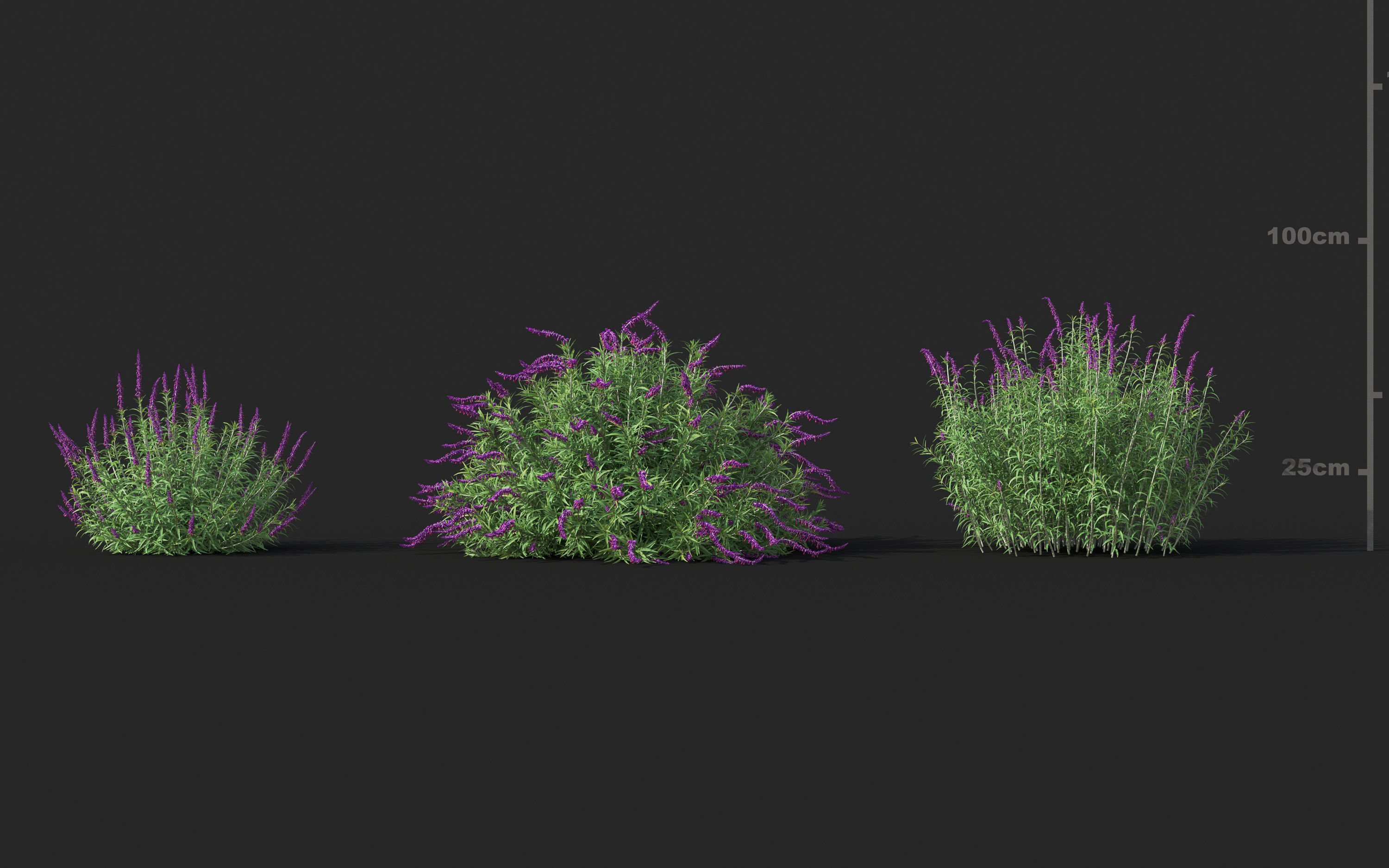 Garden shrub flowers Collection- Include GrowFX and Mesh file  3D model_26