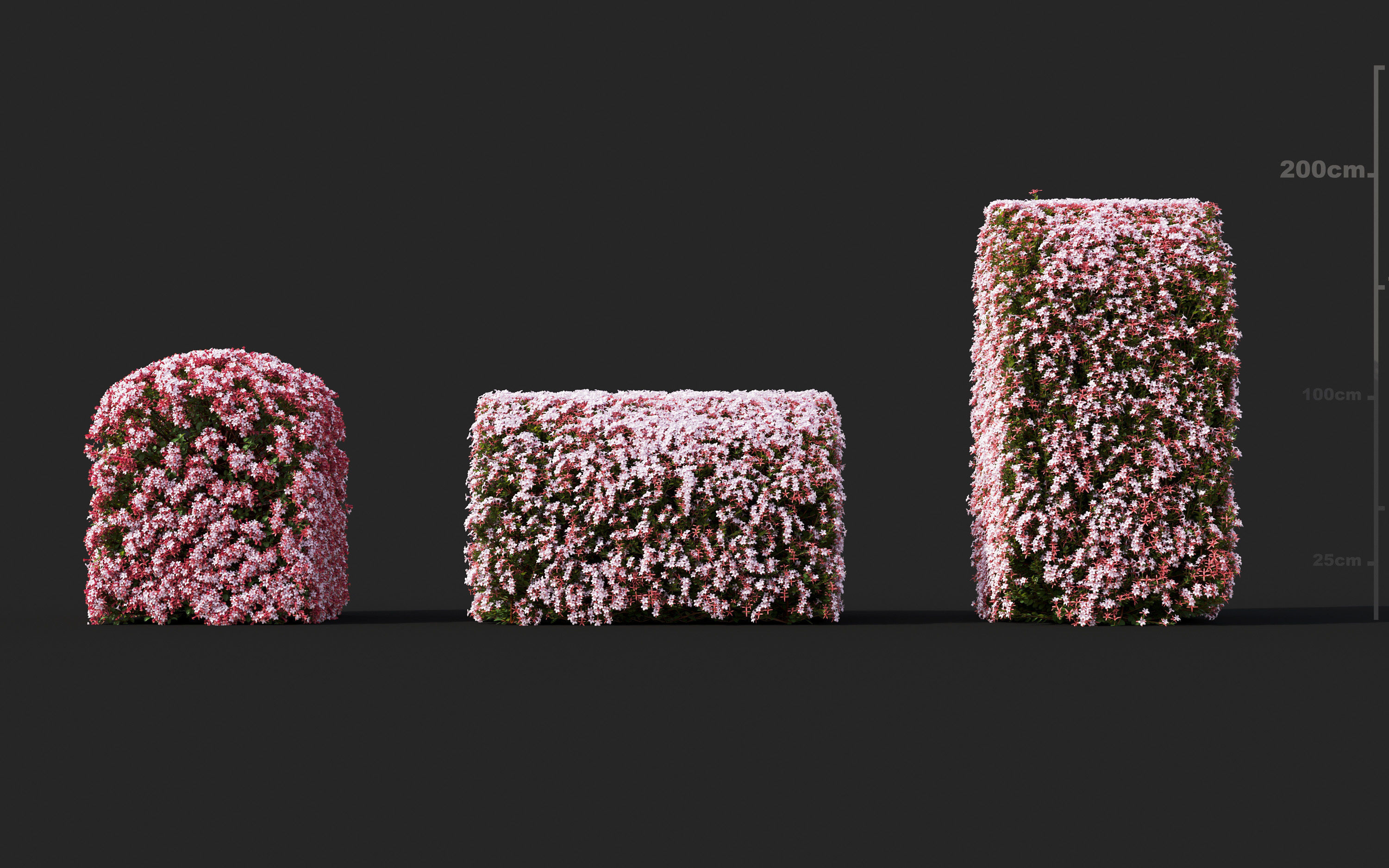 Garden shrub flowers Collection- Include GrowFX and Mesh file  3D model_23