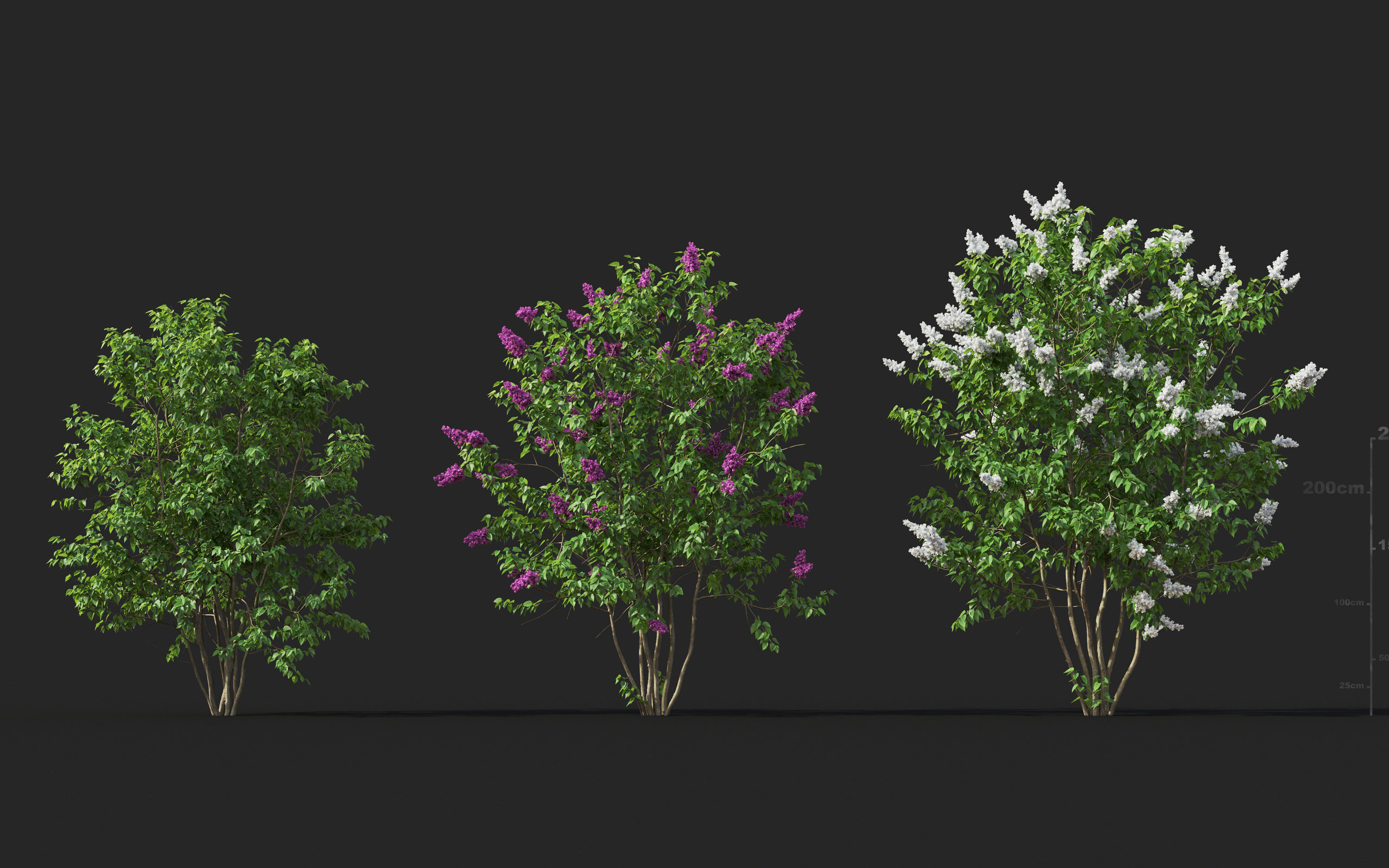 Garden shrub flowers Collection- Include GrowFX and Mesh file  3D model_35