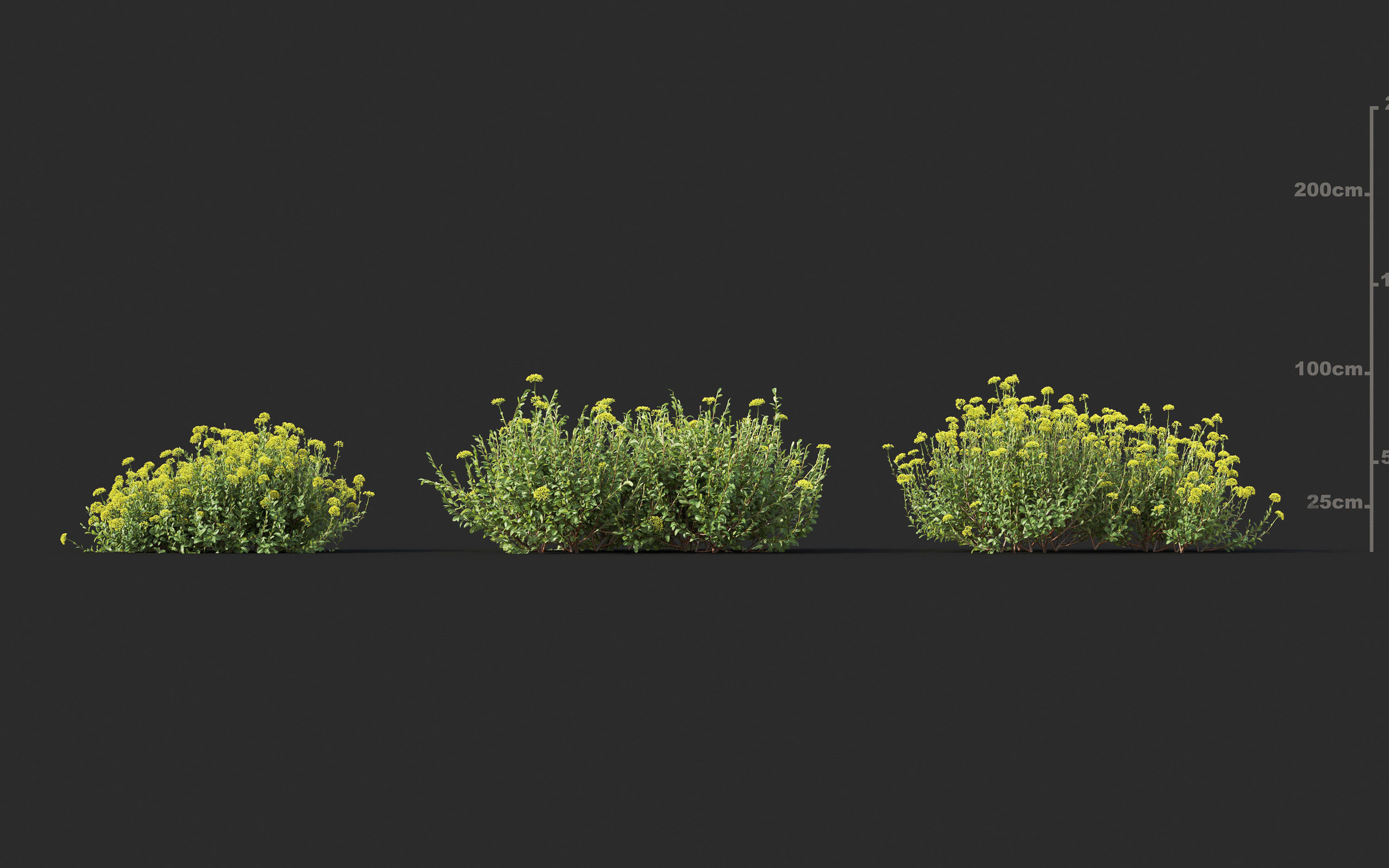 Garden shrub flowers Collection- Include GrowFX and Mesh file  3D model_8