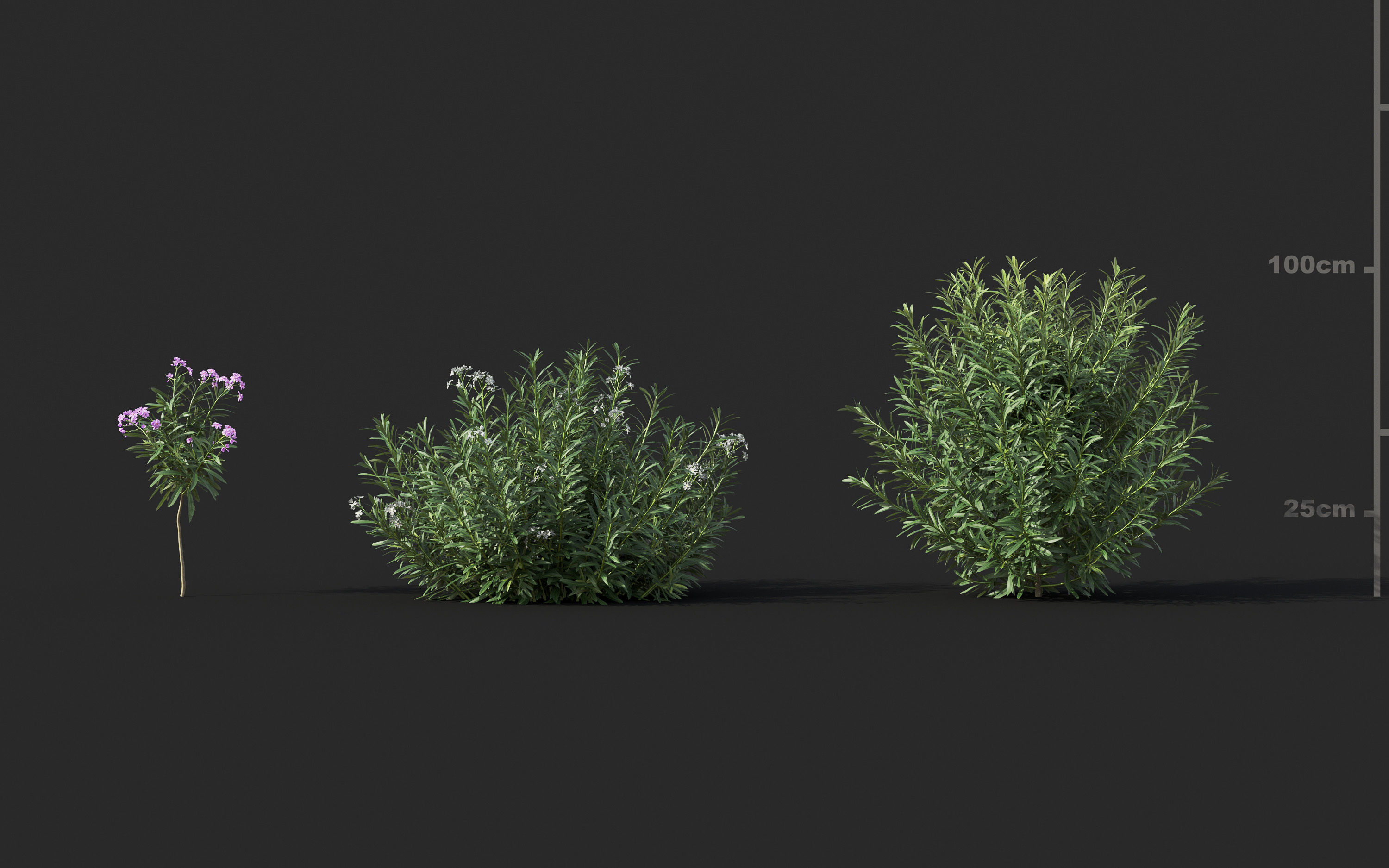 Garden shrub flowers Collection- Include GrowFX and Mesh file  3D model_30