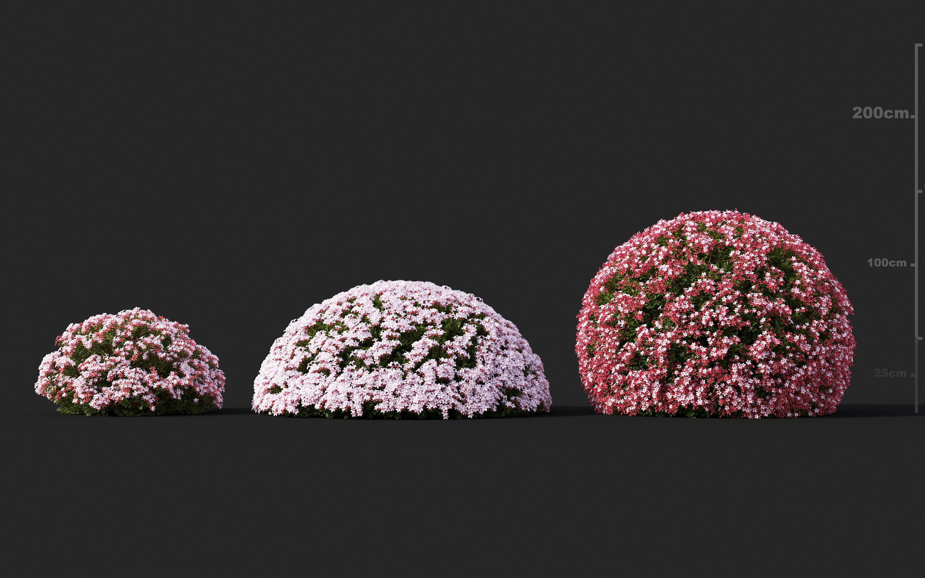 Garden shrub flowers Collection- Include GrowFX and Mesh file  3D model_22