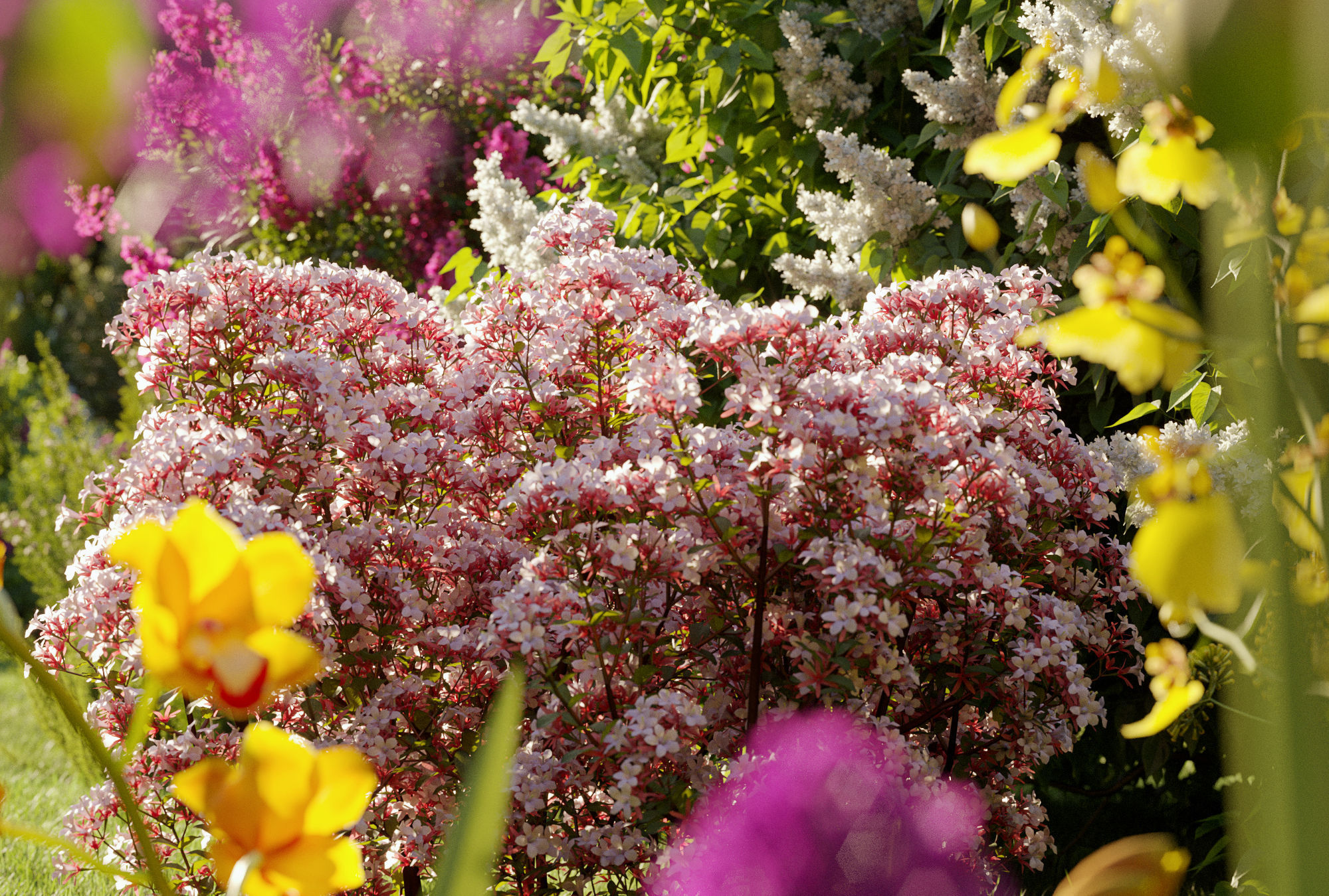 Garden shrub flowers Collection- Include GrowFX and Mesh file  3D model_4