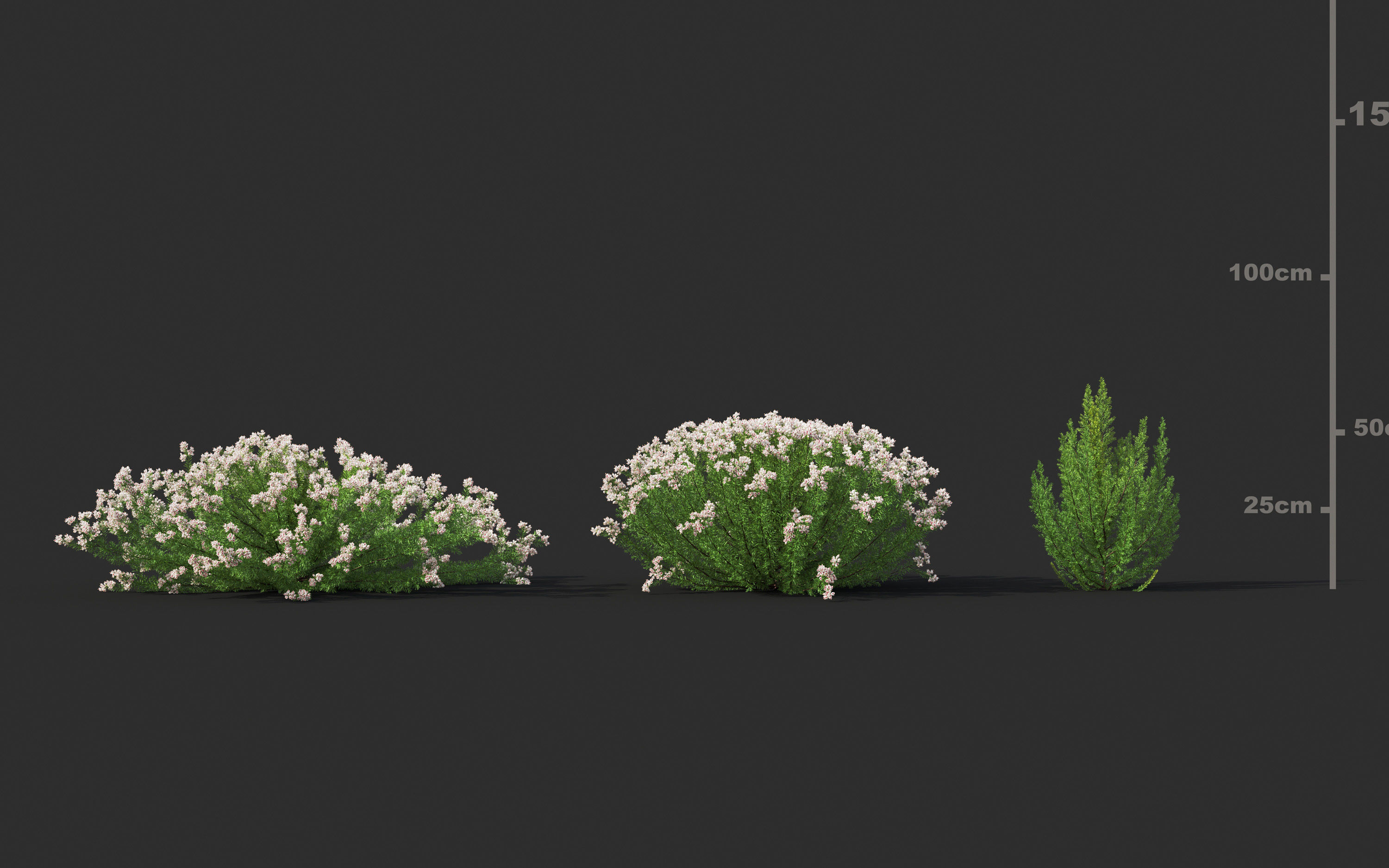 Garden shrub flowers Collection- Include GrowFX and Mesh file  3D model_15