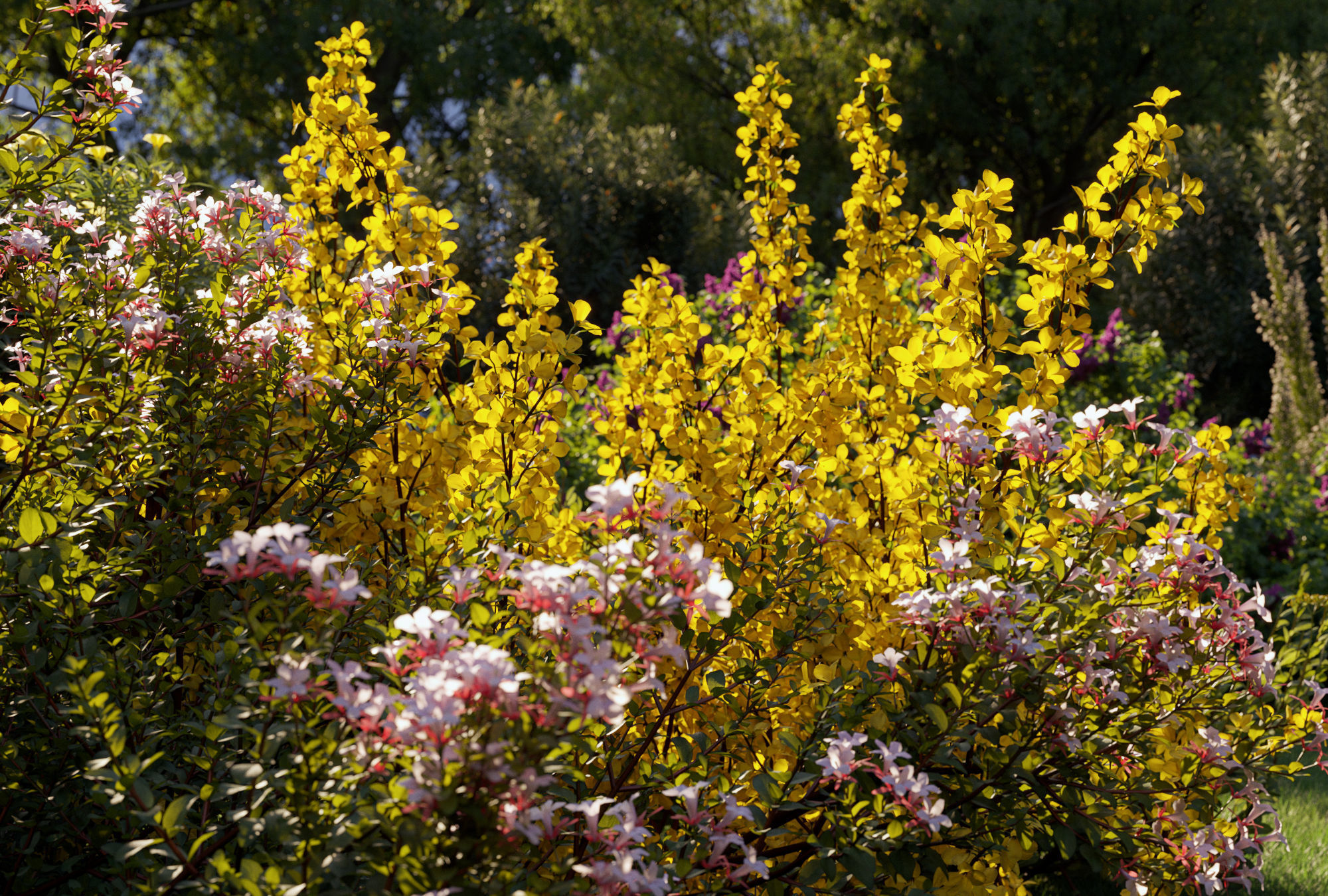 Garden shrub flowers Collection- Include GrowFX and Mesh file  3D model_3