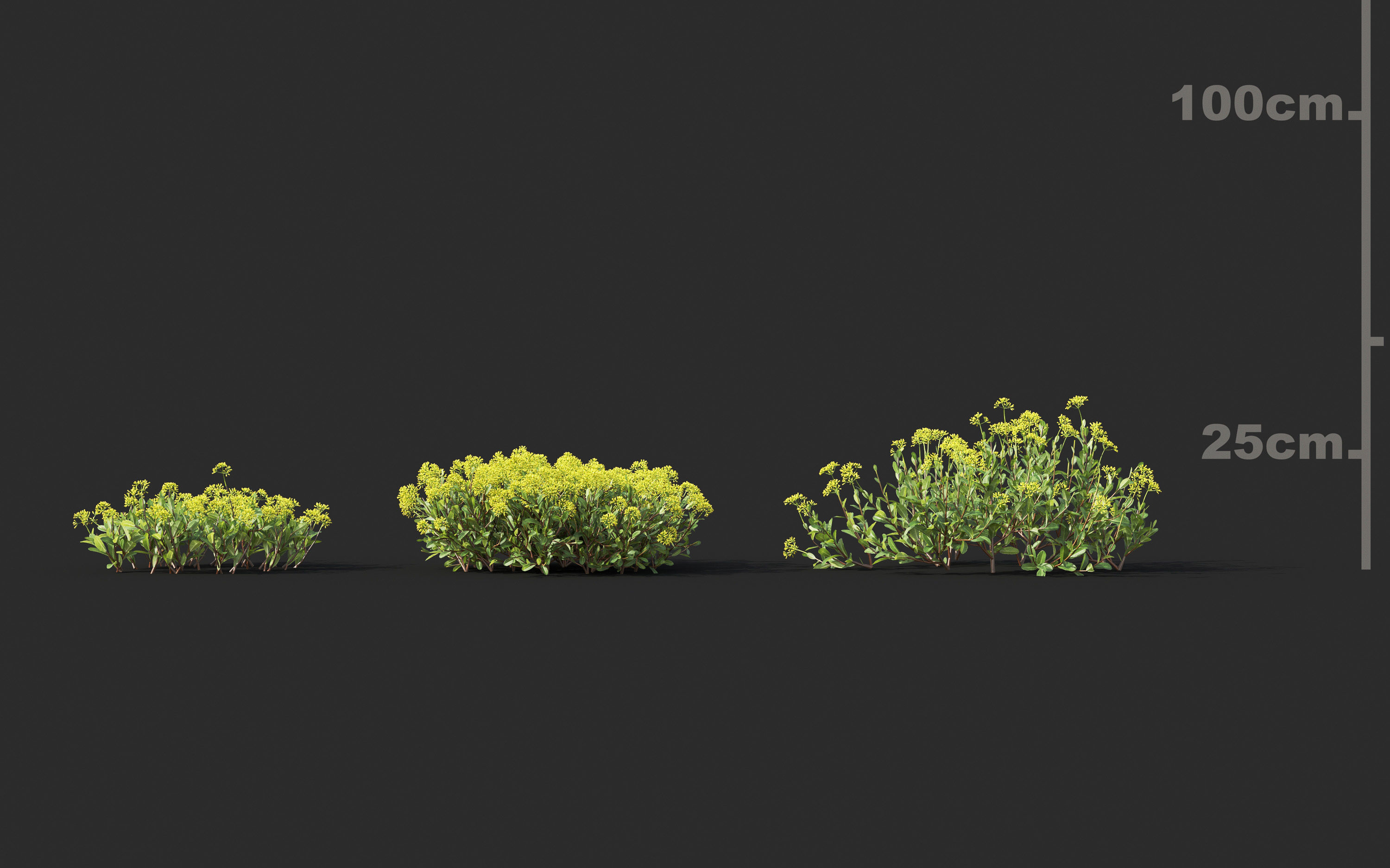 Garden shrub flowers Collection- Include GrowFX and Mesh file  3D model_6