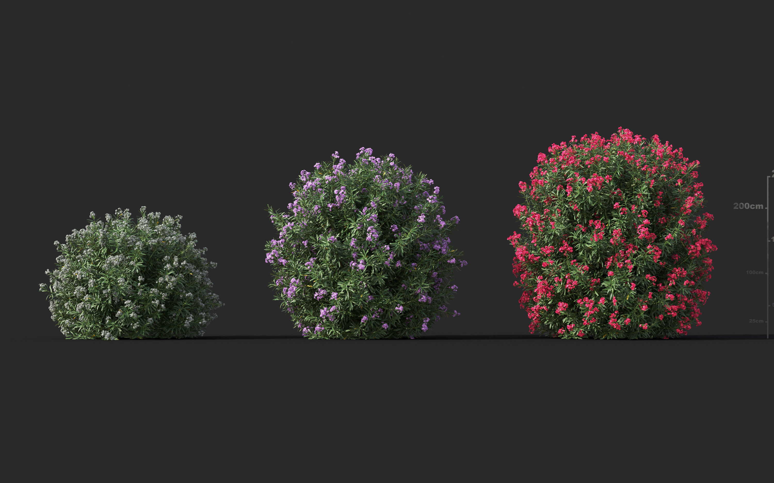 Garden shrub flowers Collection- Include GrowFX and Mesh file  3D model_31