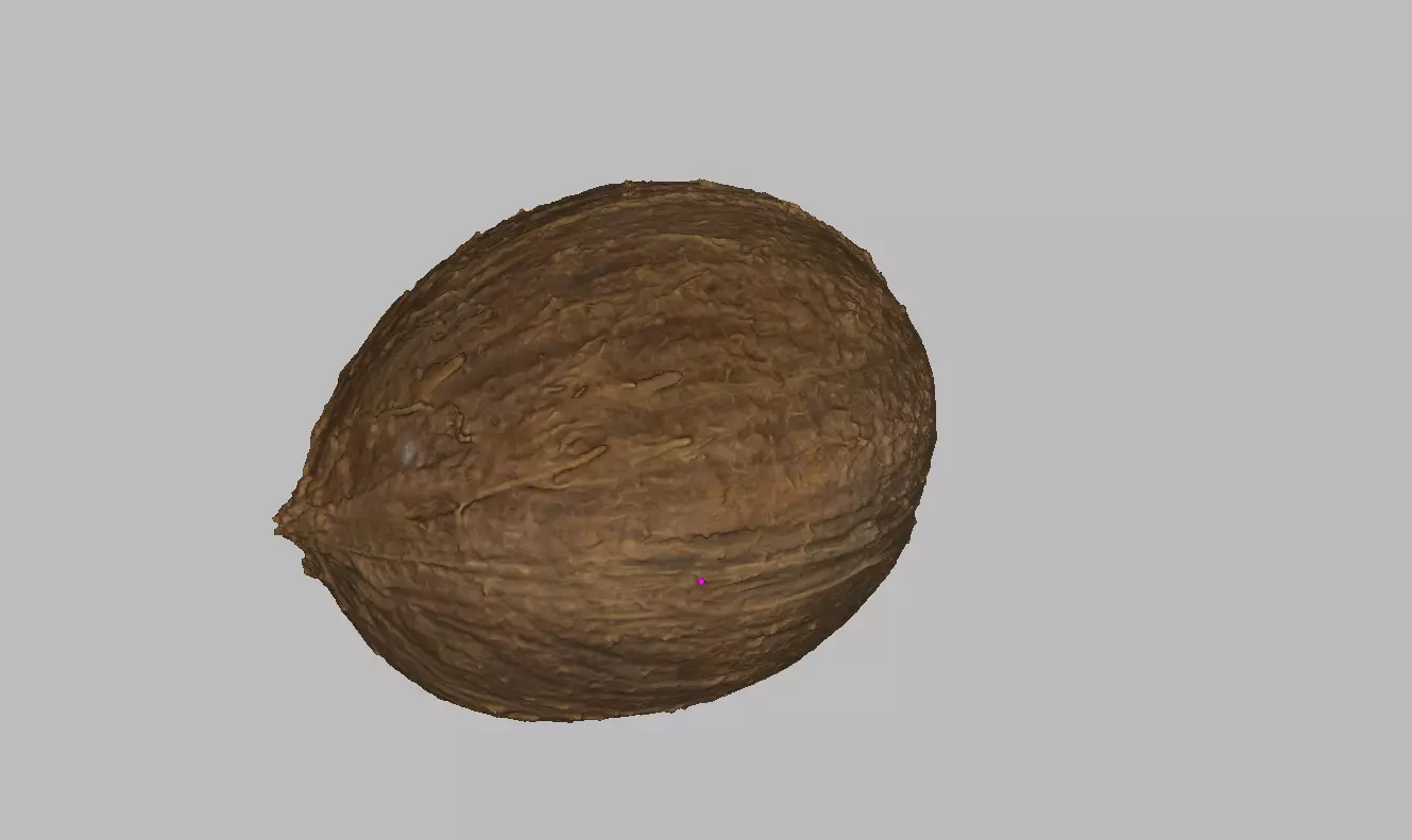 Coconut Low-poly 3D model_0
