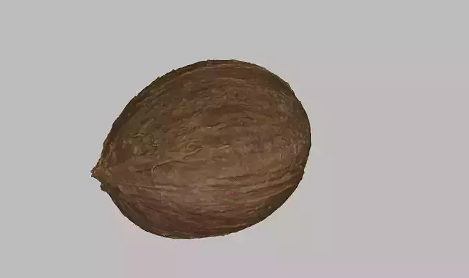 Coconut Low-poly 3D model