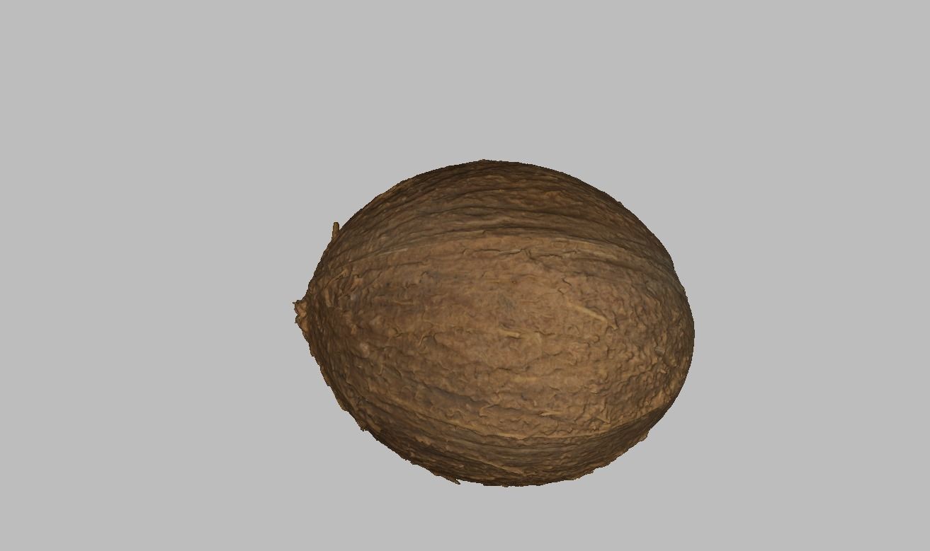 Coconut Low-poly 3D model_2