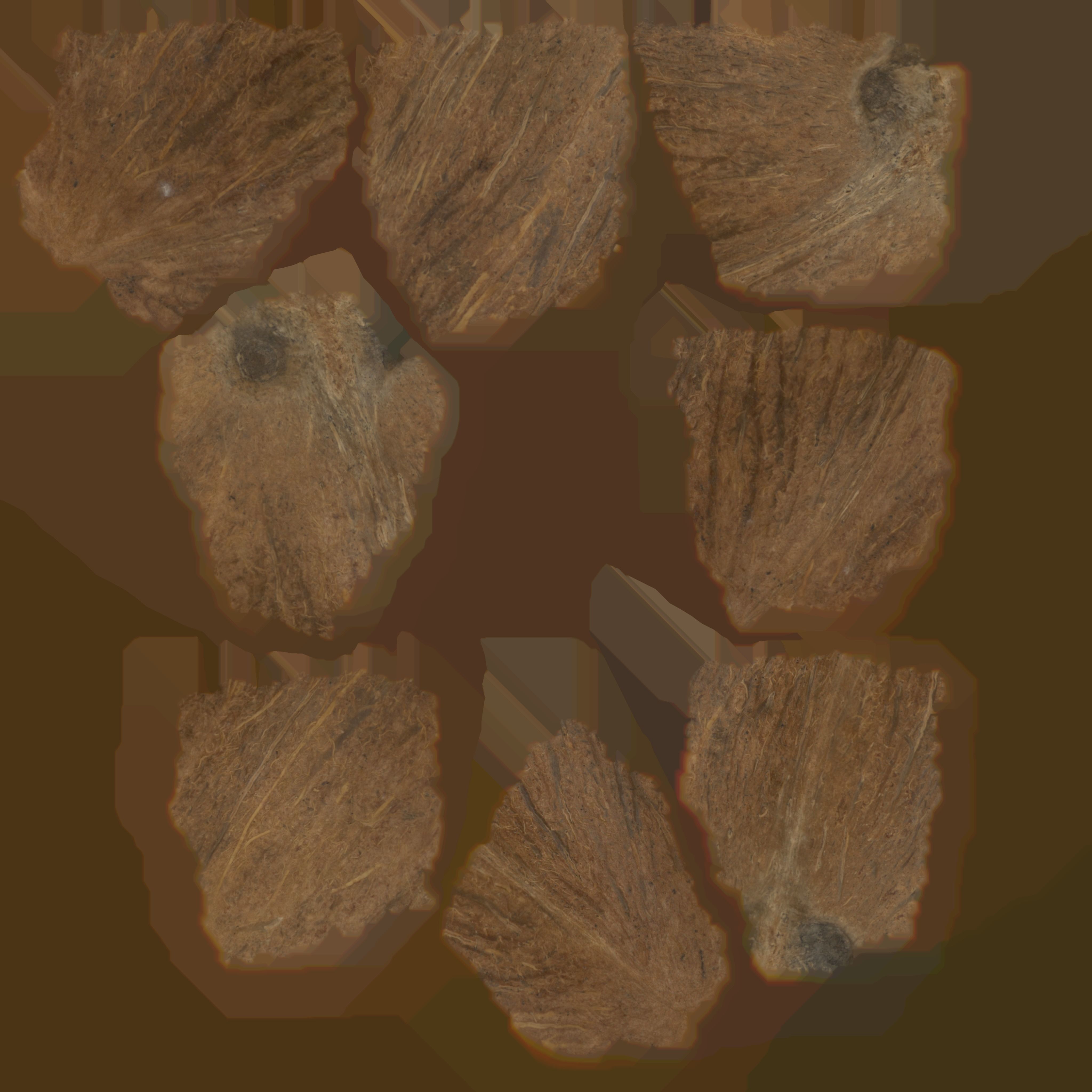 Coconut Low-poly 3D model_14