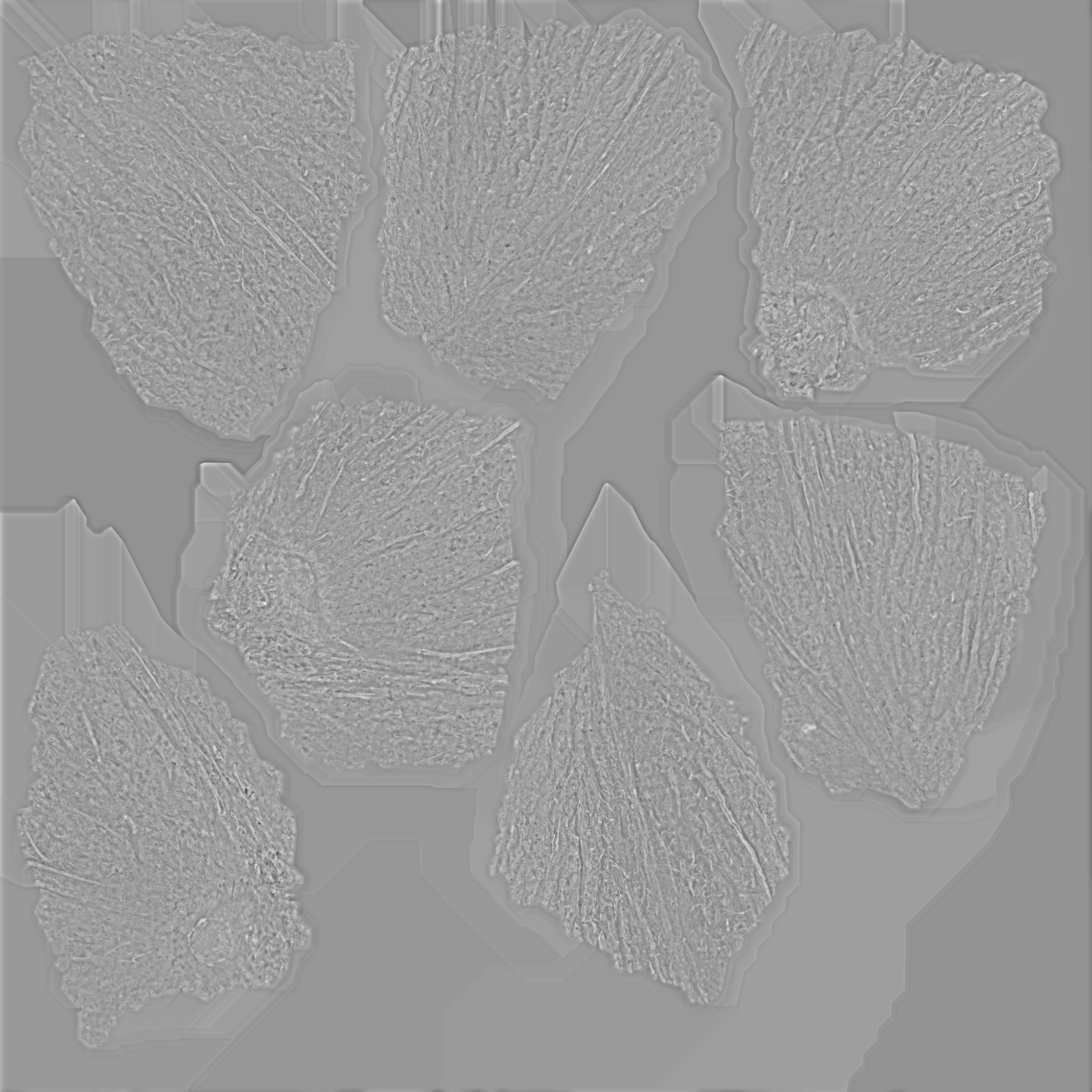 Coconut Low-poly 3D model_21