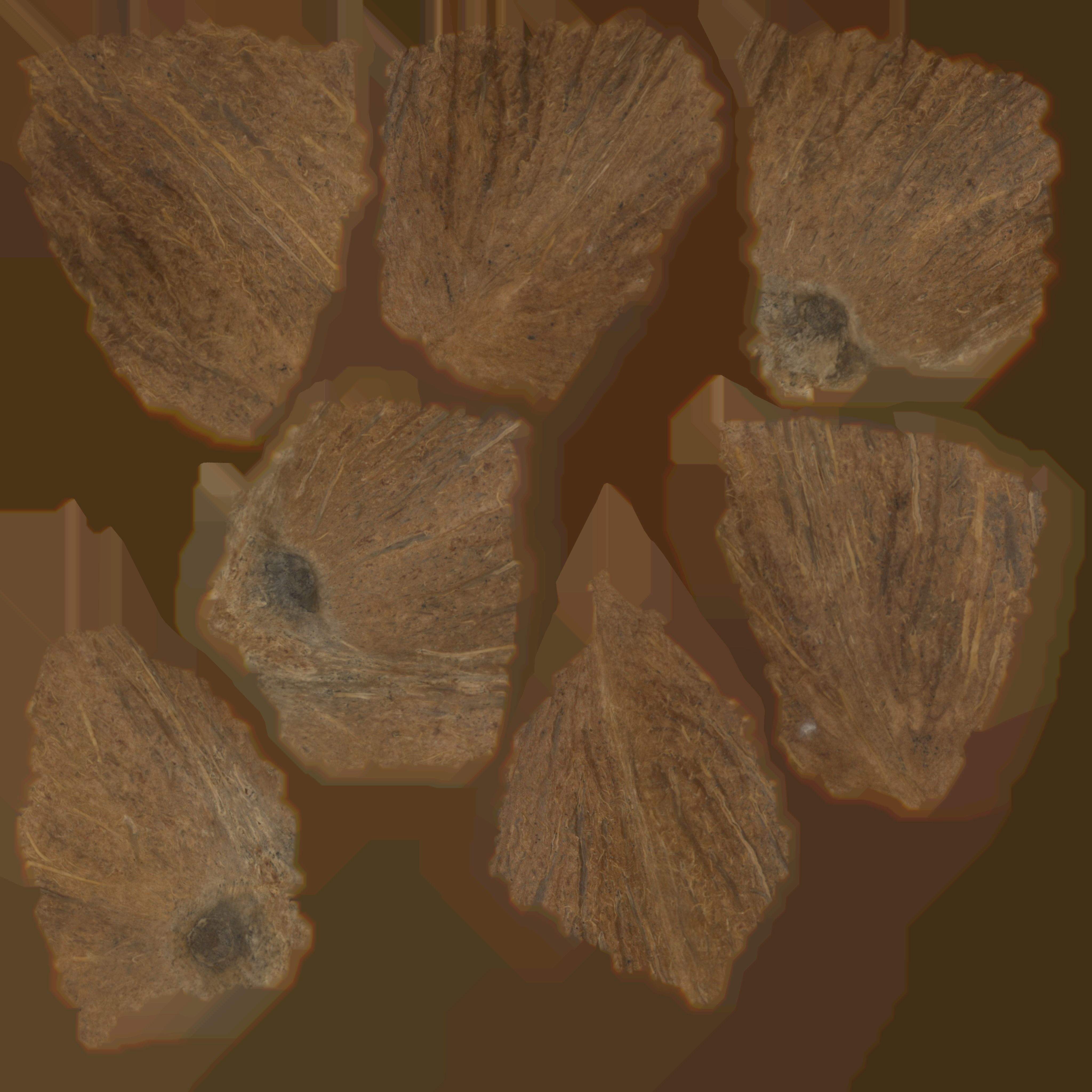 Coconut Low-poly 3D model_15