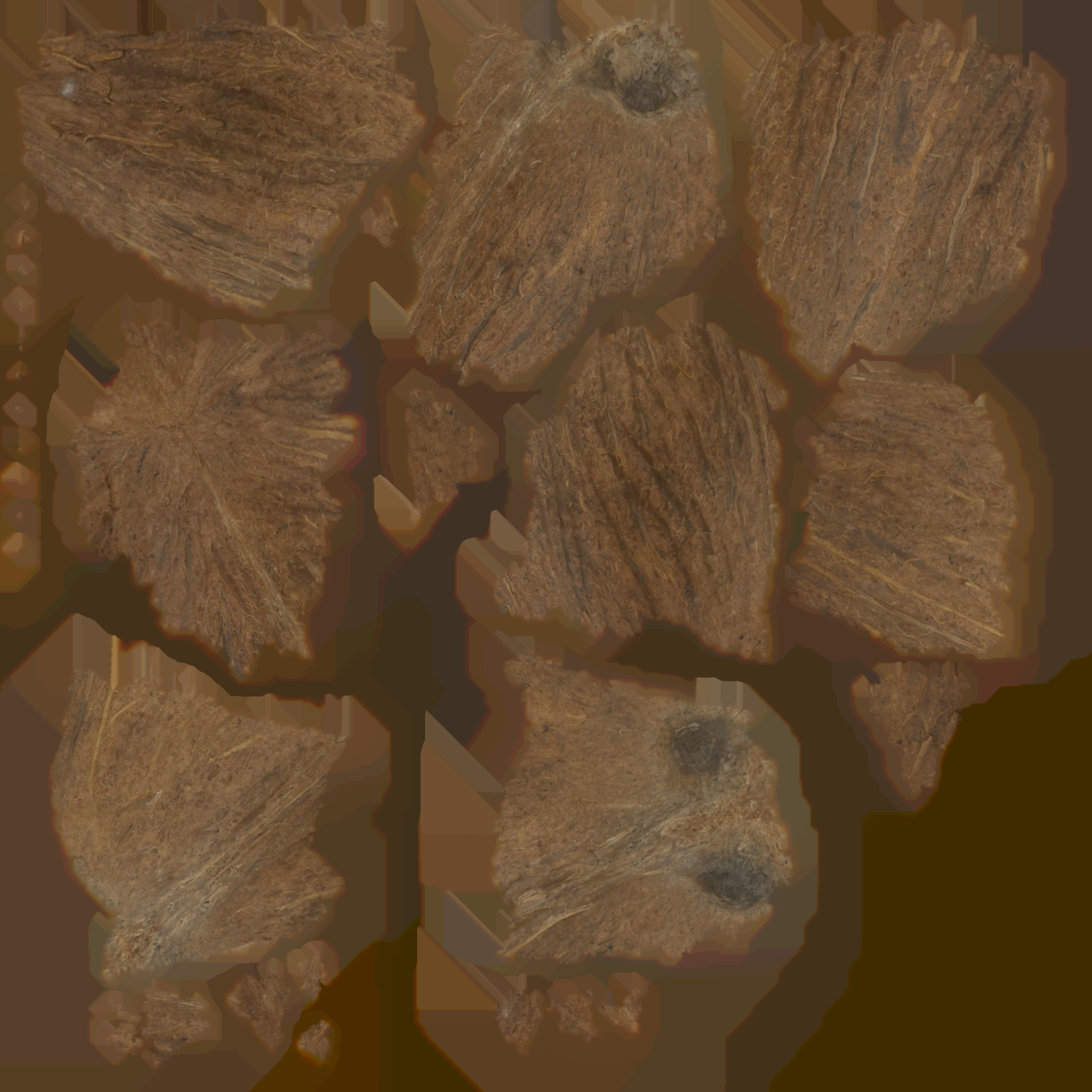 Coconut Low-poly 3D model_16