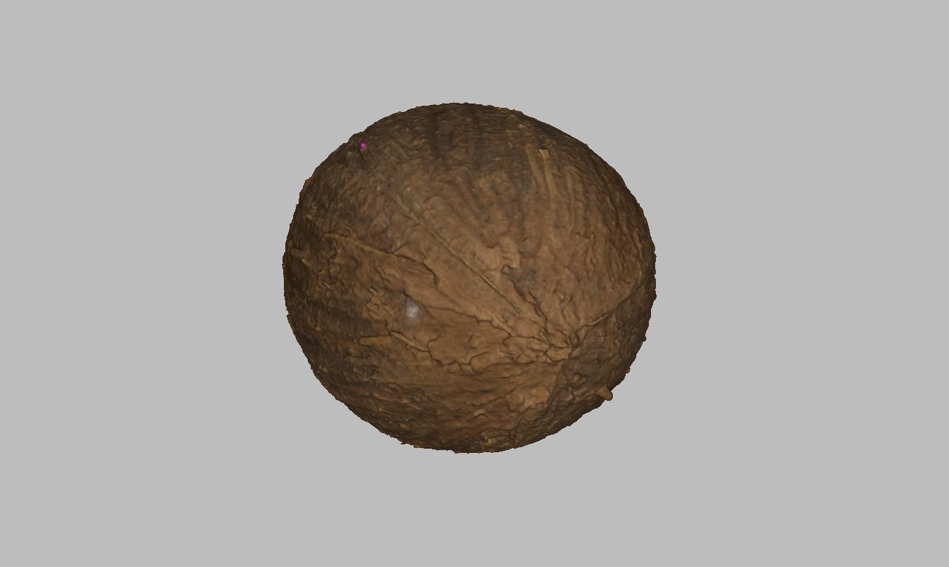 Coconut Low-poly 3D model_8