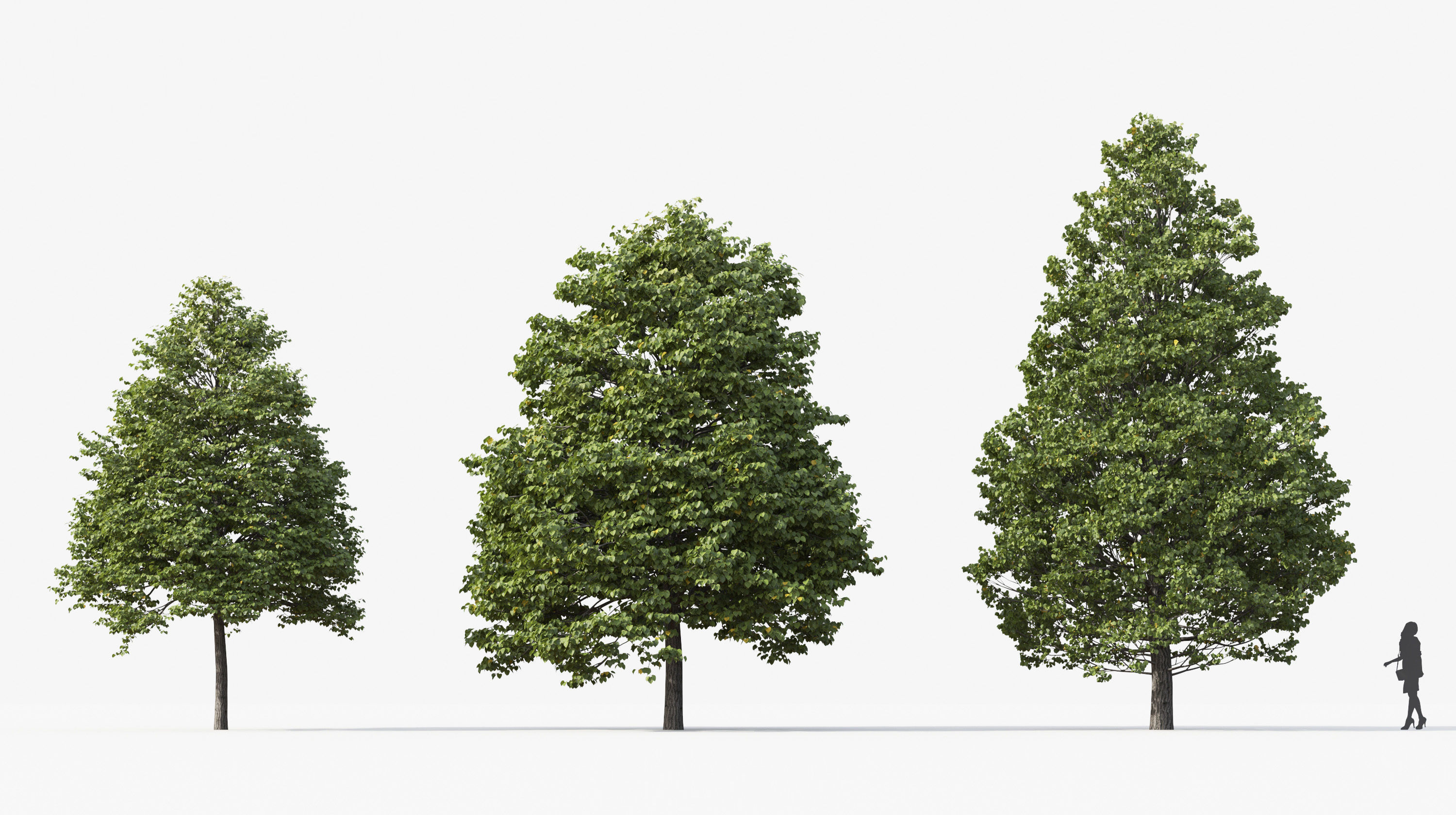 Street tree Collection - Include GrowFX and Mesh file  3D model_21
