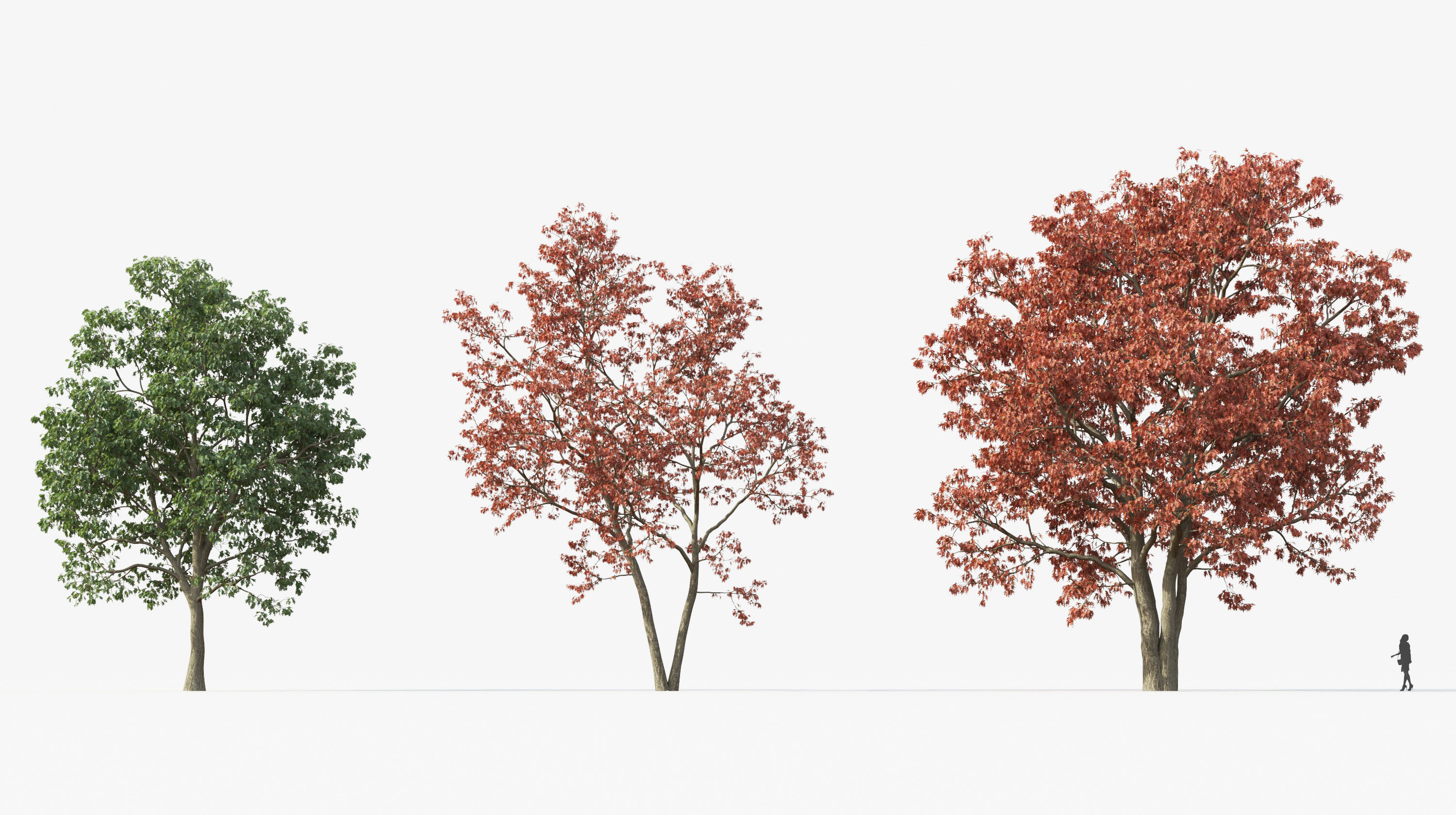 Street tree Collection - Include GrowFX and Mesh file  3D model_18