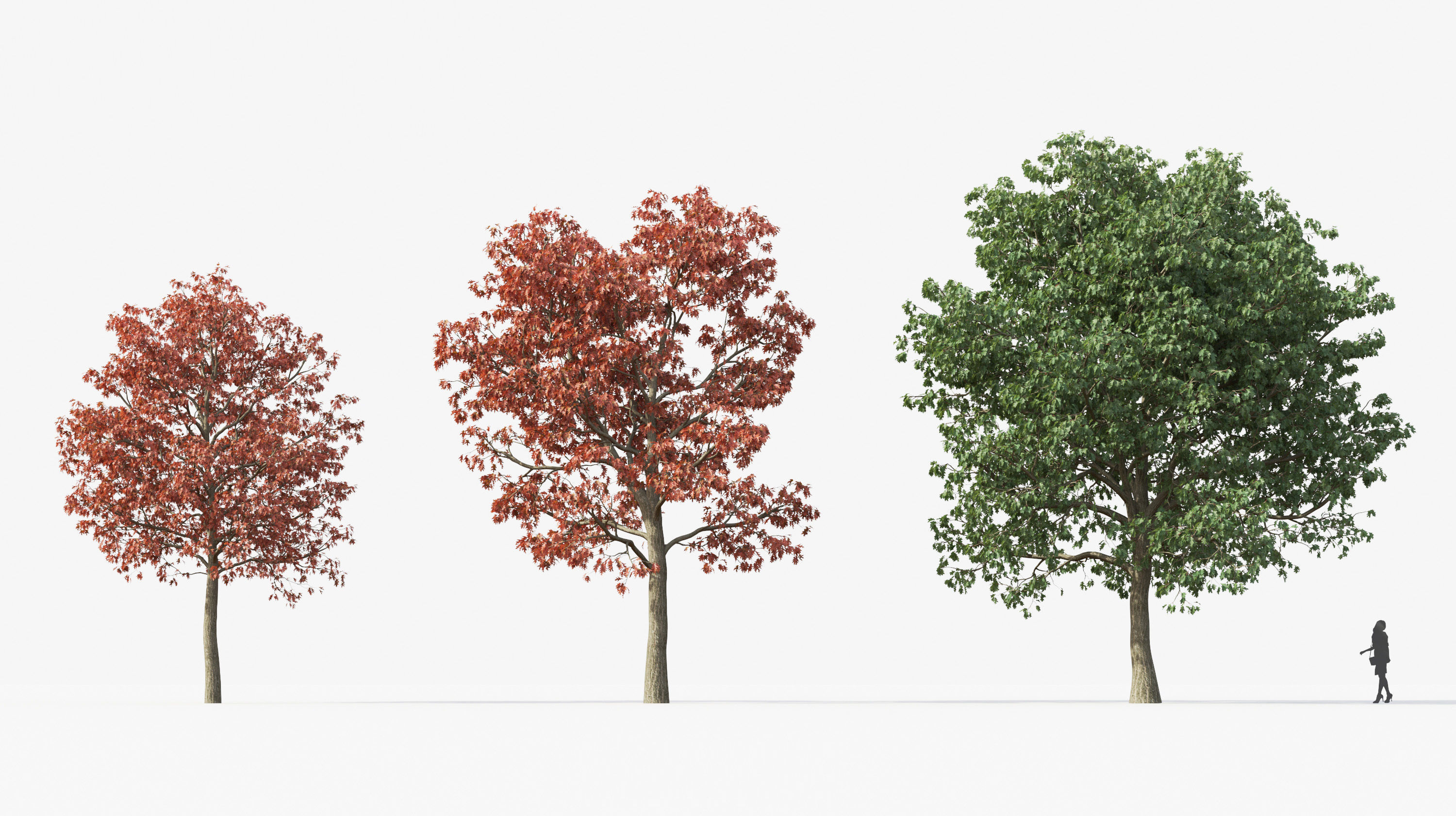 Street tree Collection - Include GrowFX and Mesh file  3D model_17