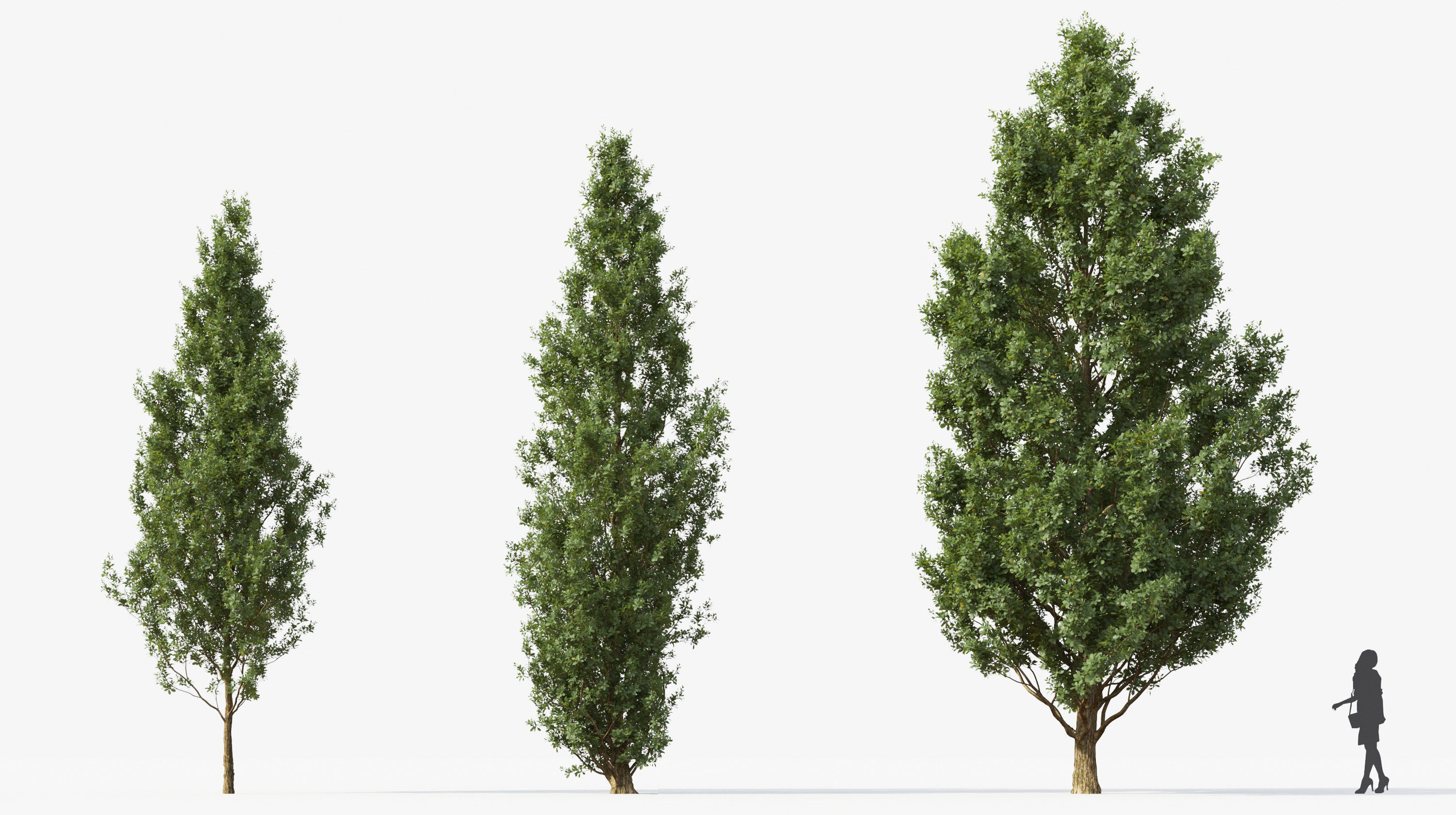 Street tree Collection - Include GrowFX and Mesh file  3D model_15