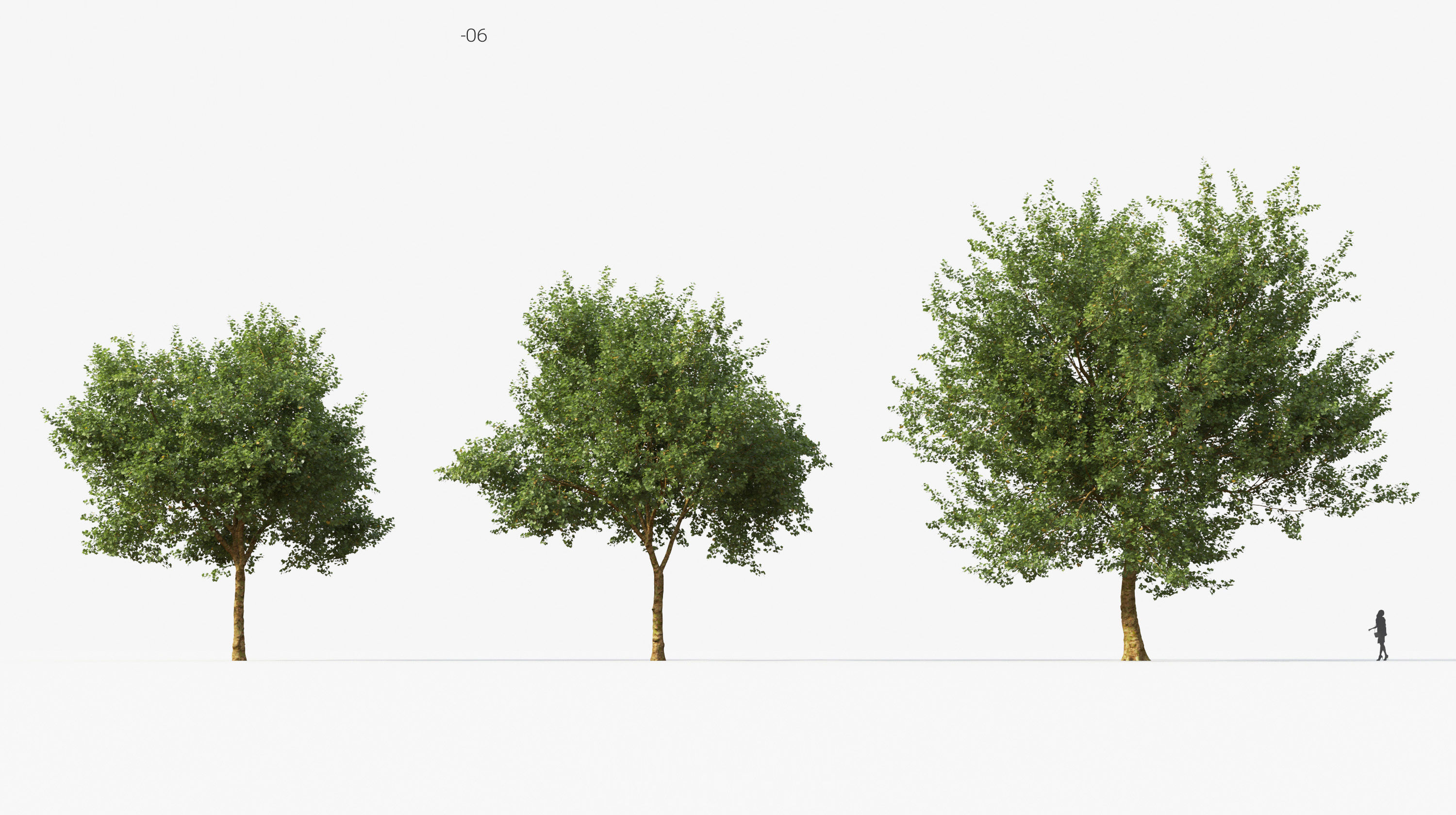 Street tree Collection - Include GrowFX and Mesh file  3D model_10
