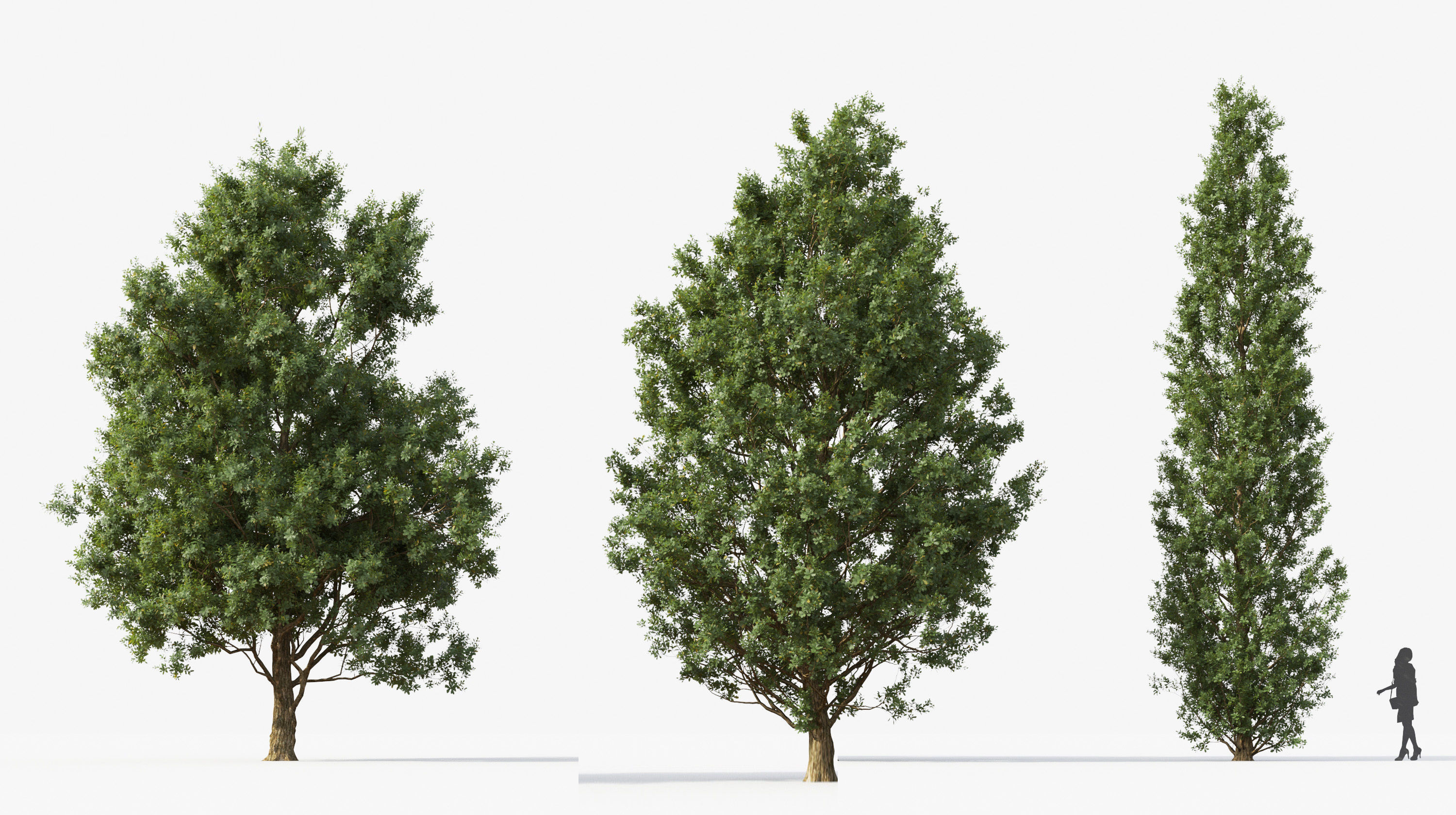 Street tree Collection - Include GrowFX and Mesh file  3D model_16