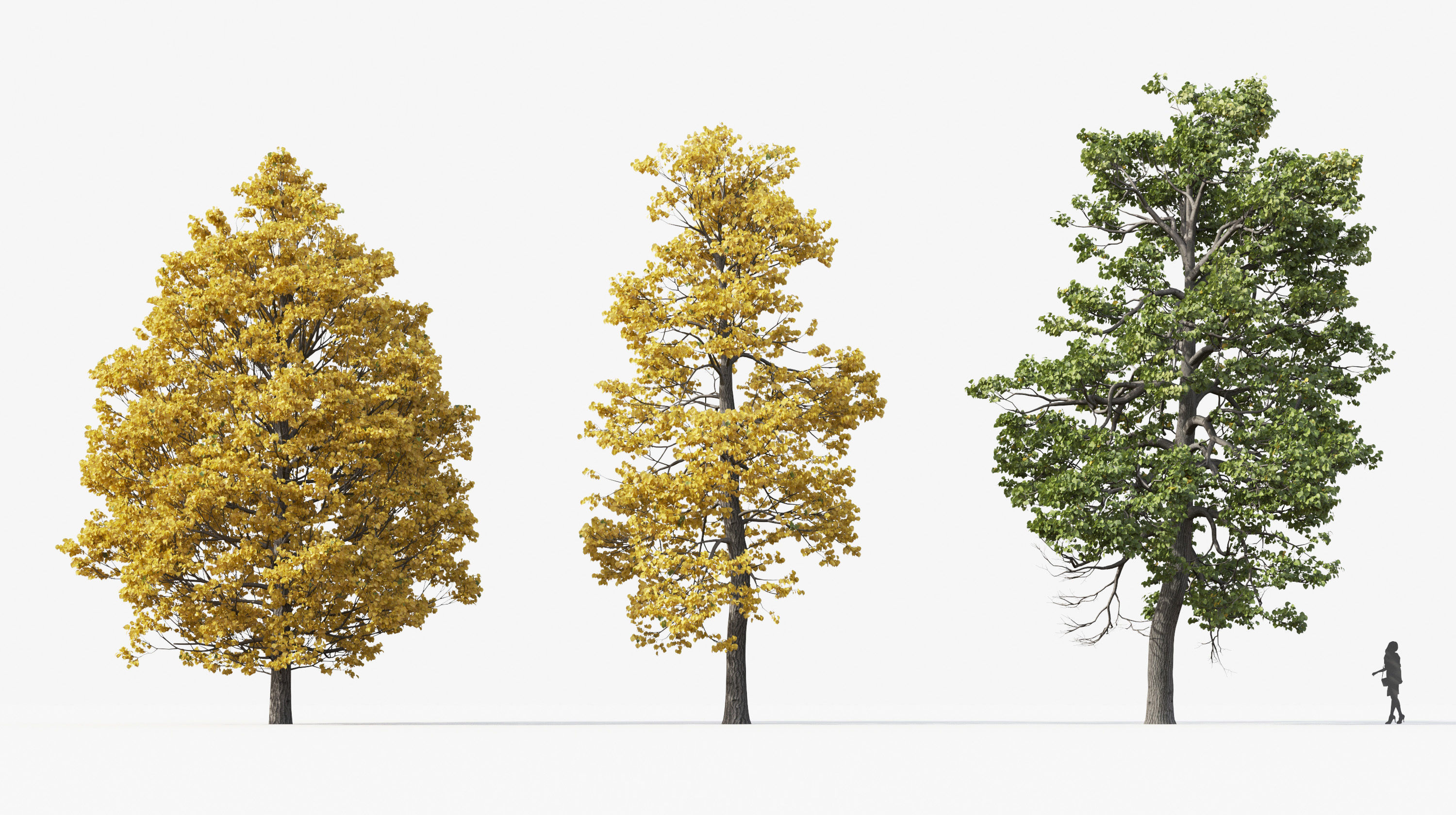 Street tree Collection - Include GrowFX and Mesh file  3D model_22
