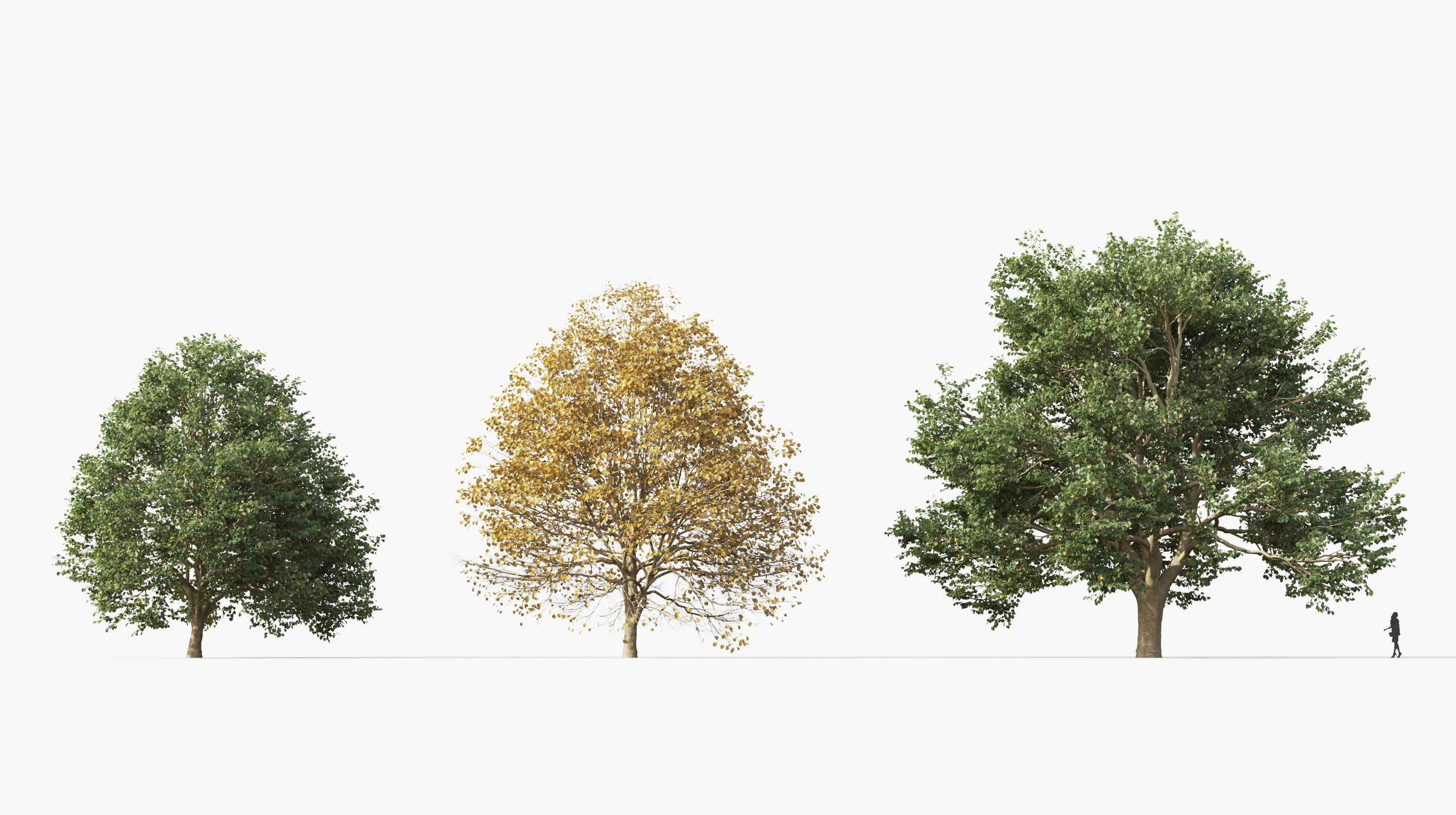 Street tree Collection - Include GrowFX and Mesh file  3D model_20