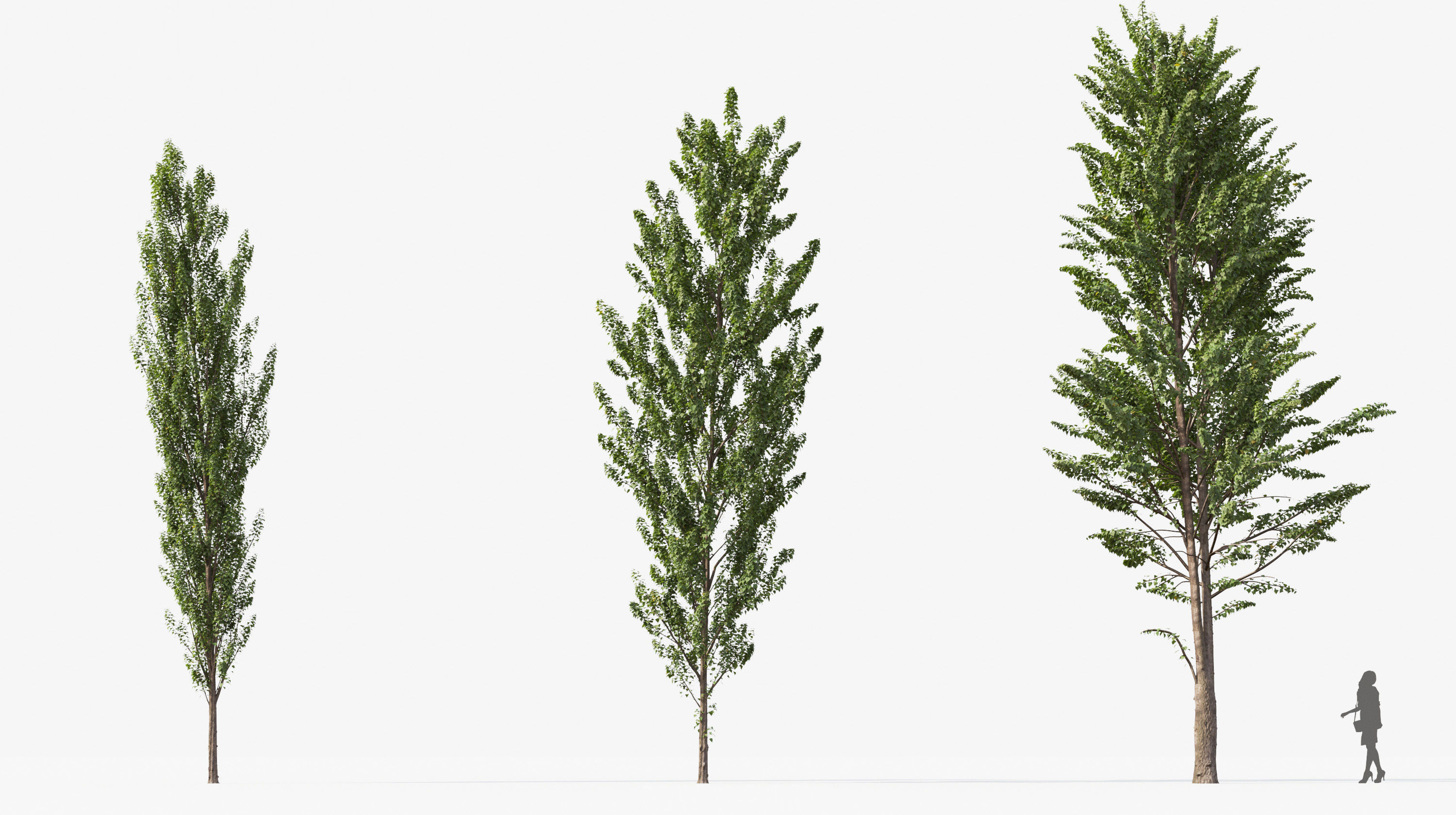 Street tree Collection - Include GrowFX and Mesh file  3D model_13