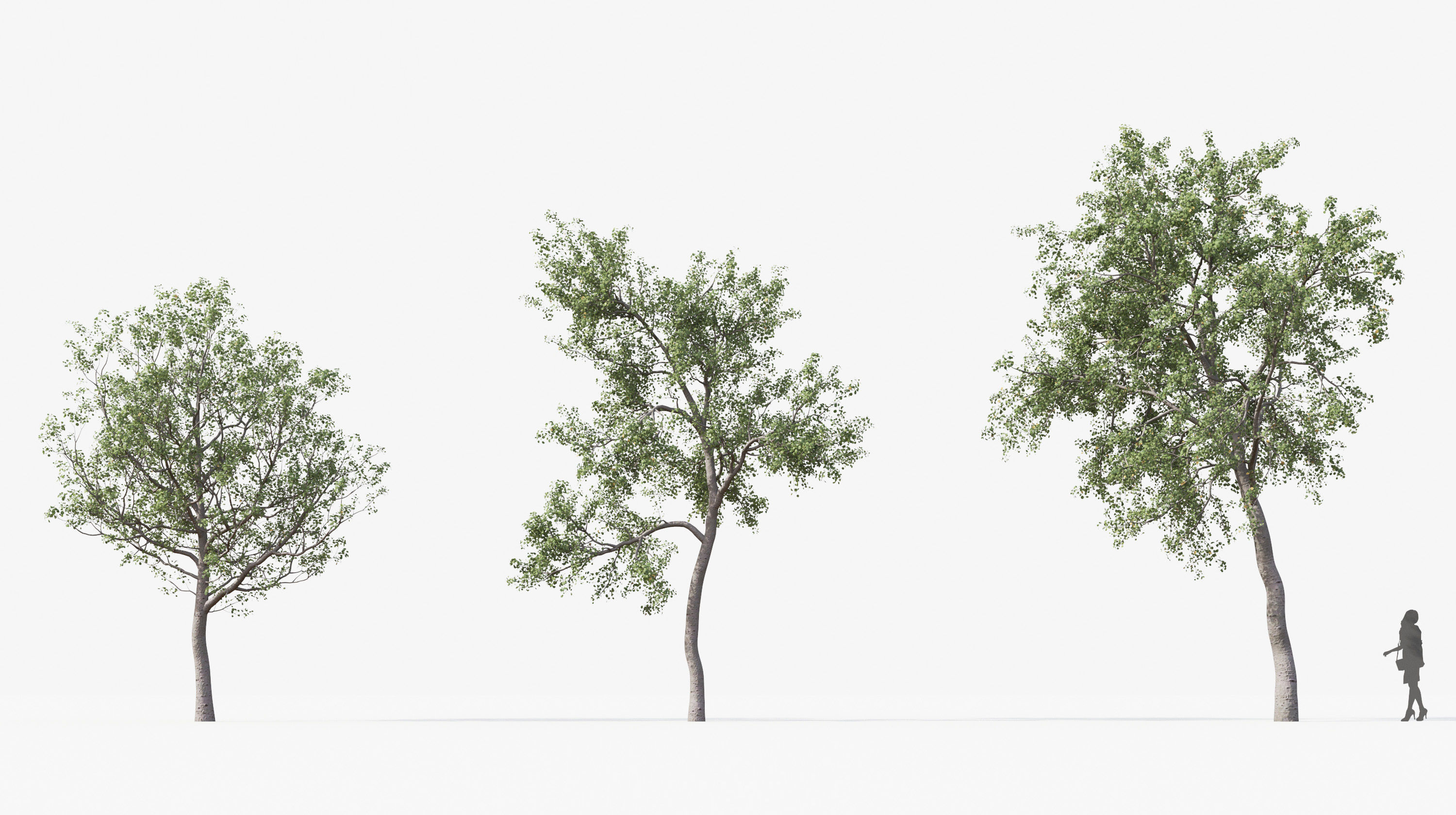 Street tree Collection - Include GrowFX and Mesh file  3D model_5