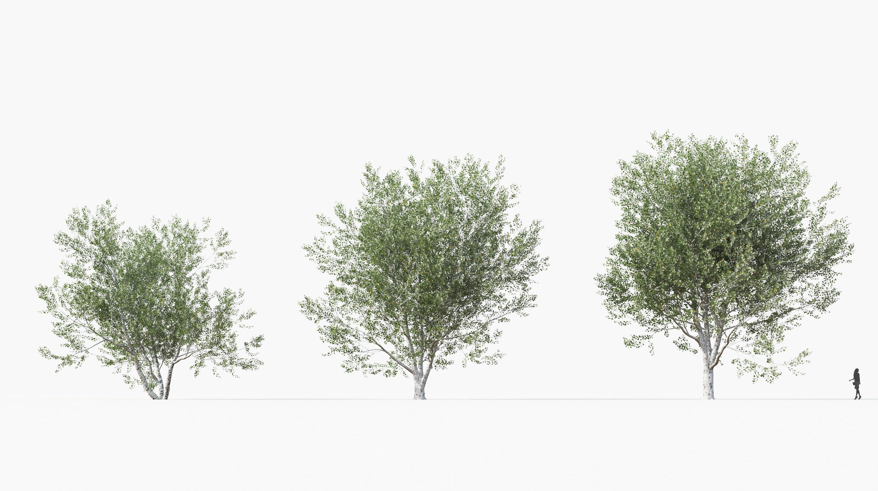 Street tree Collection - Include GrowFX and Mesh file  3D model_12
