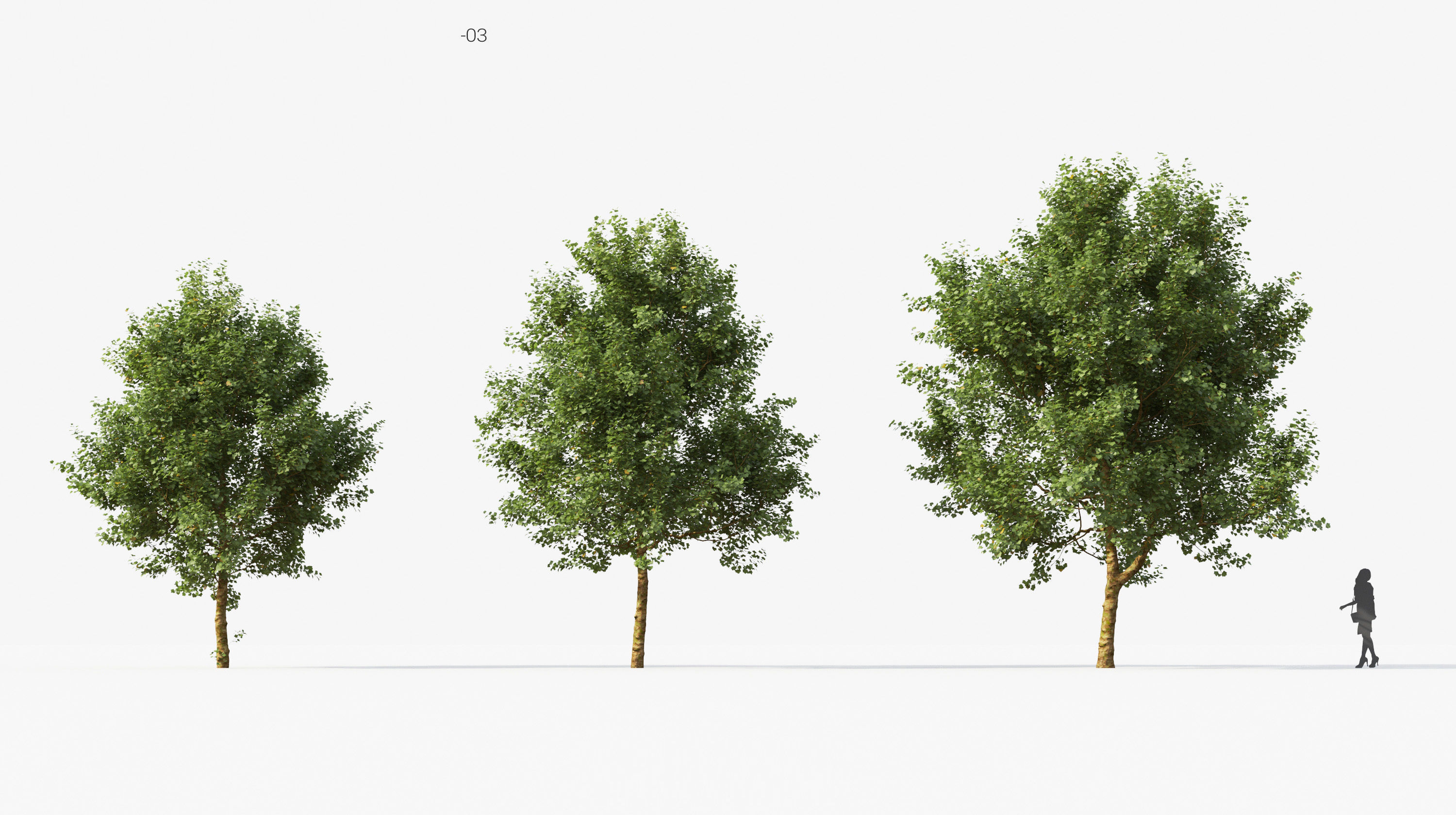 Street tree Collection - Include GrowFX and Mesh file  3D model_9