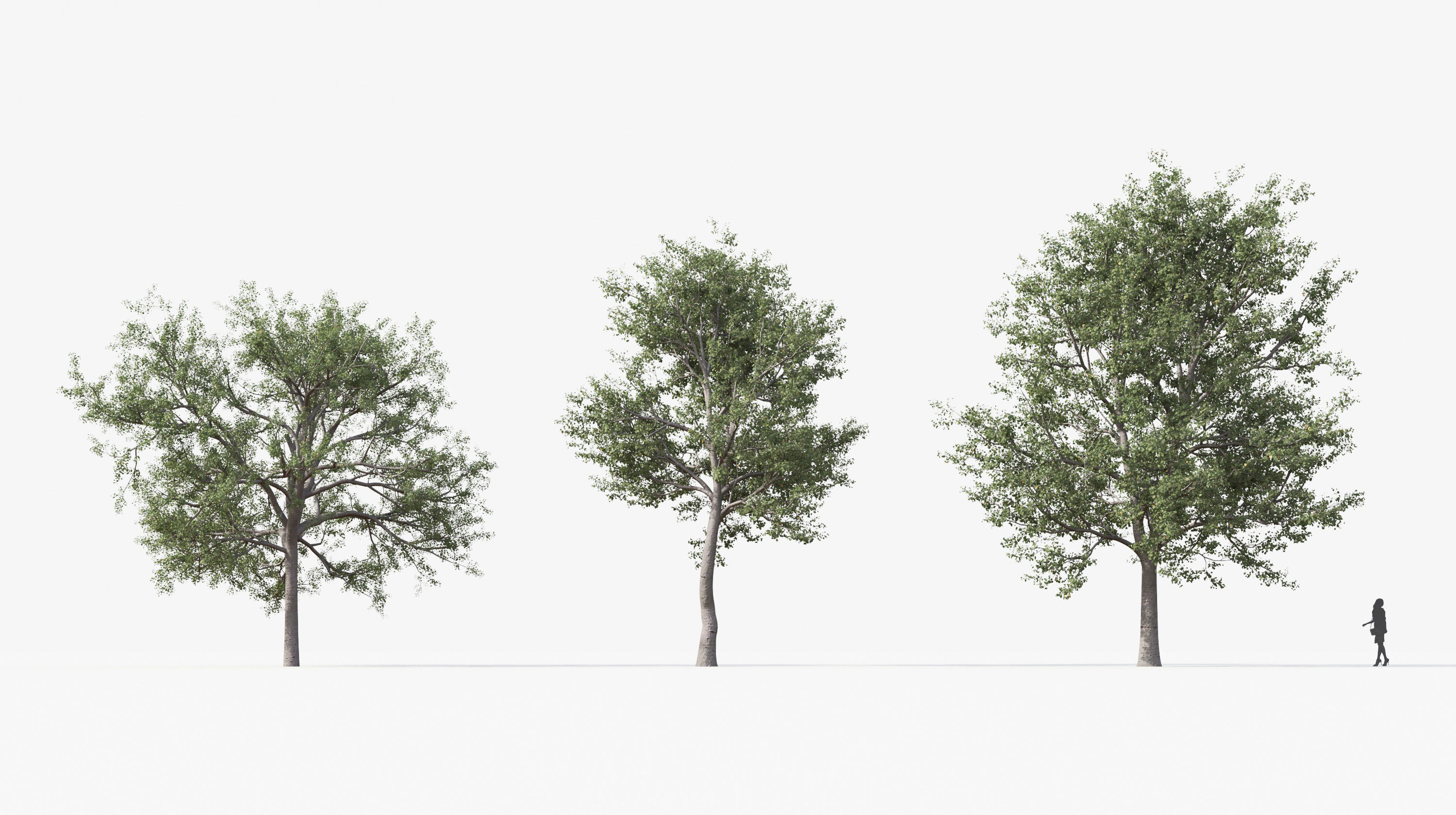 Street tree Collection - Include GrowFX and Mesh file  3D model_6