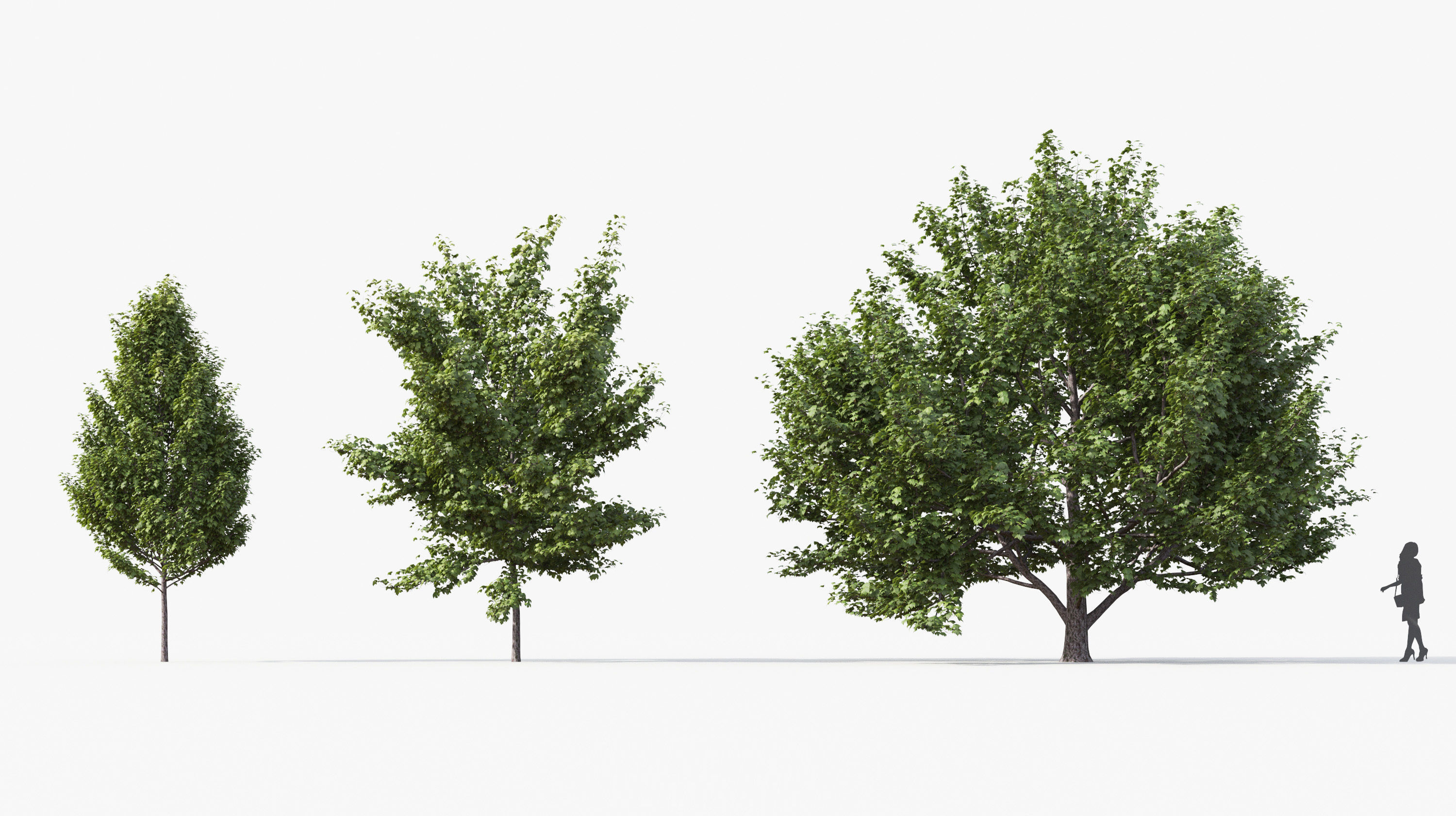 Street tree Collection - Include GrowFX and Mesh file  3D model_3