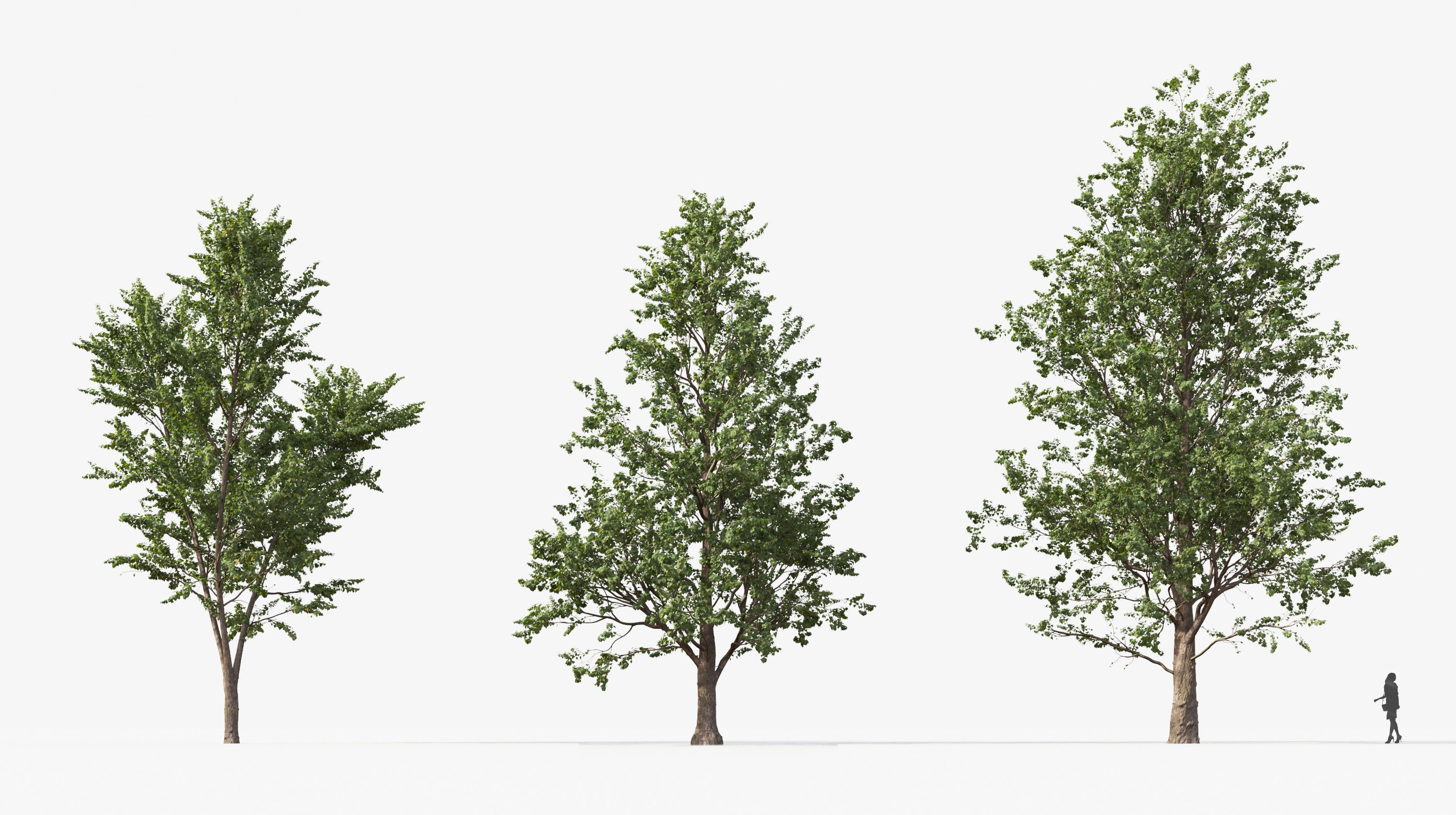 Street tree Collection - Include GrowFX and Mesh file  3D model_14