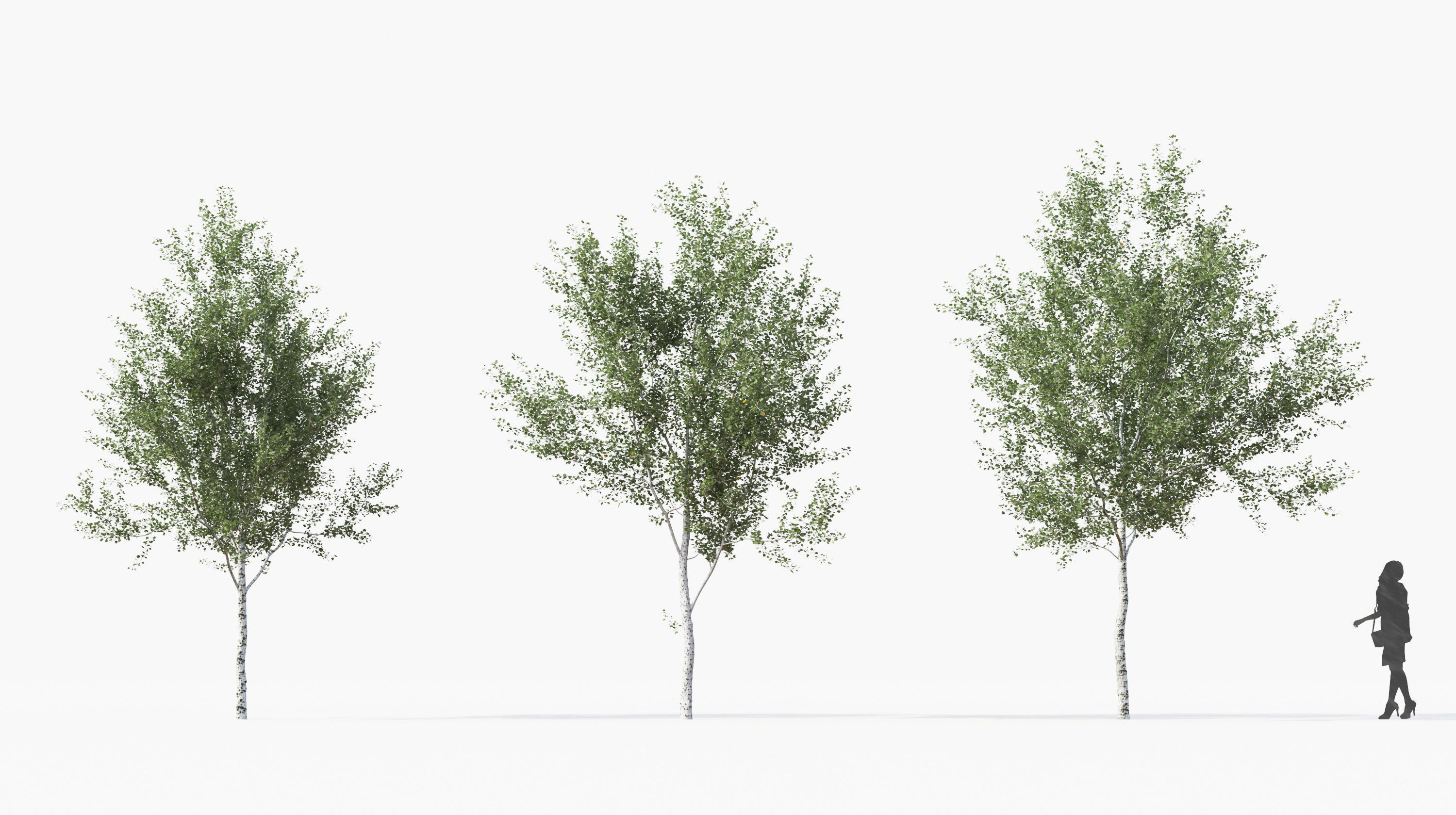 Street tree Collection - Include GrowFX and Mesh file  3D model_11
