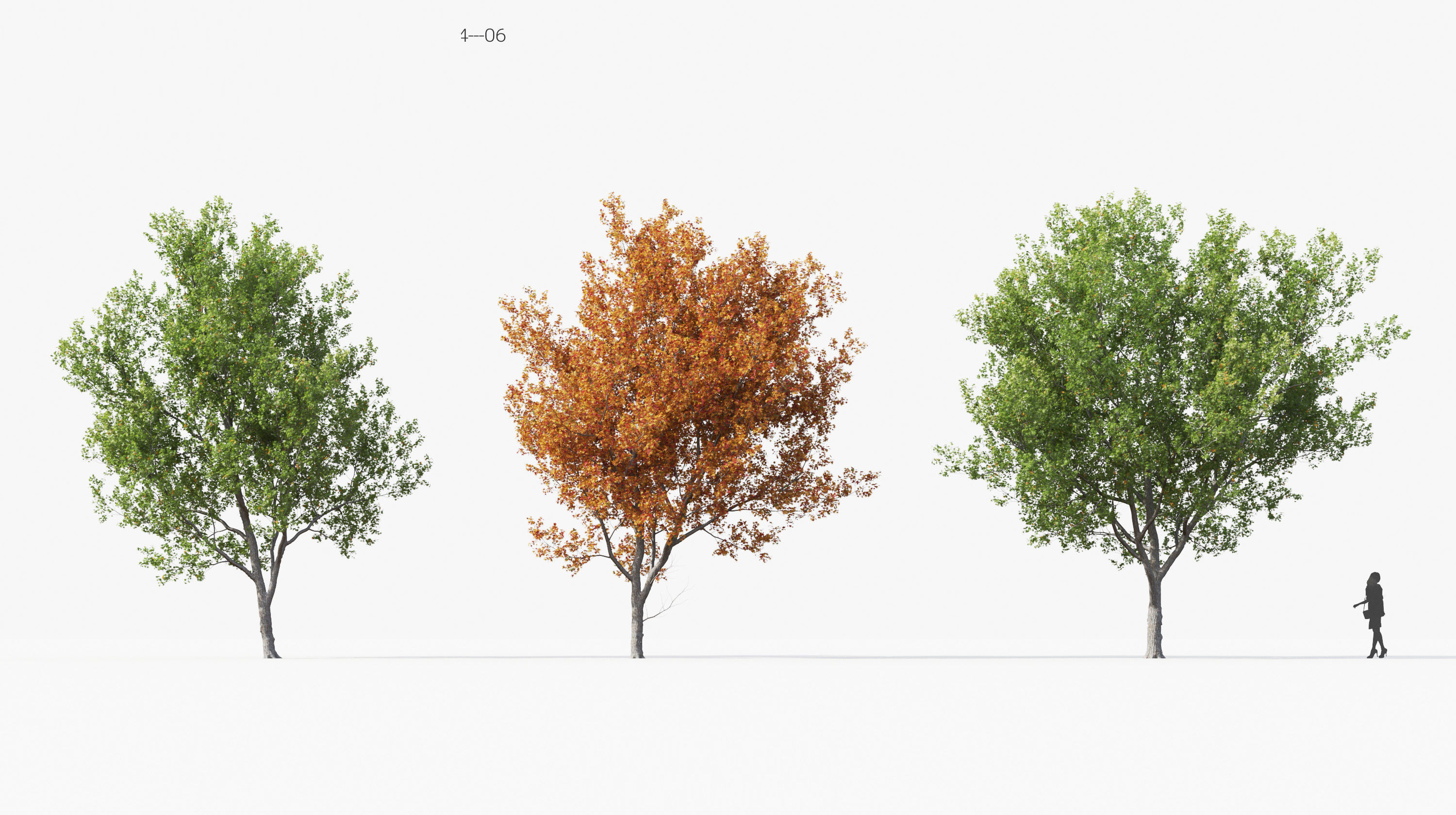 Street tree Collection - Include GrowFX and Mesh file  3D model_8