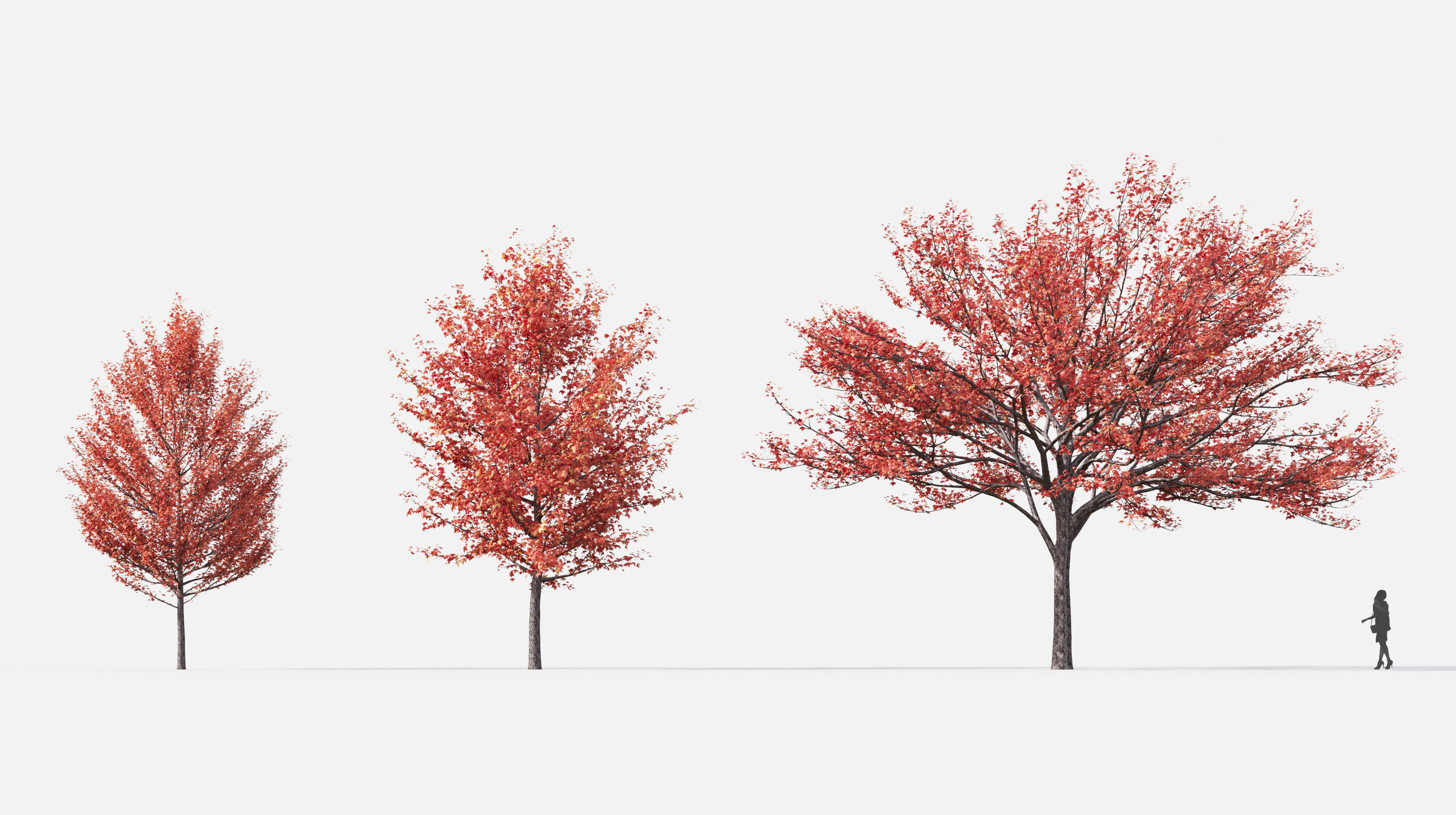 Street tree Collection - Include GrowFX and Mesh file  3D model_4