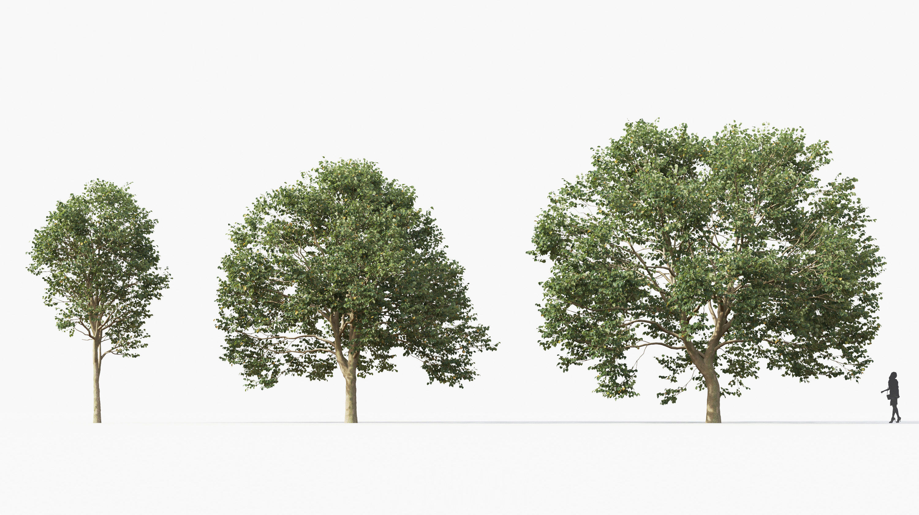 Street tree Collection - Include GrowFX and Mesh file  3D model_19