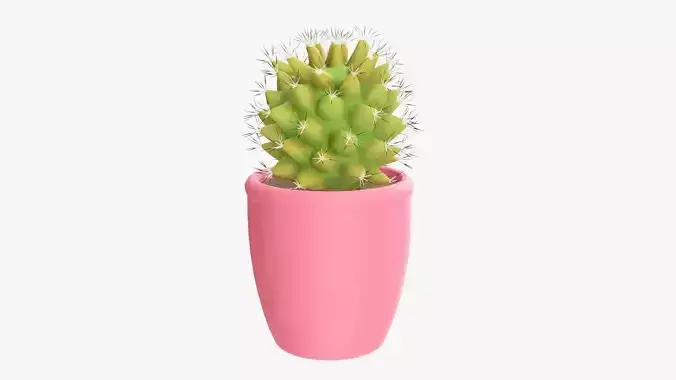 Cactus plant with pot