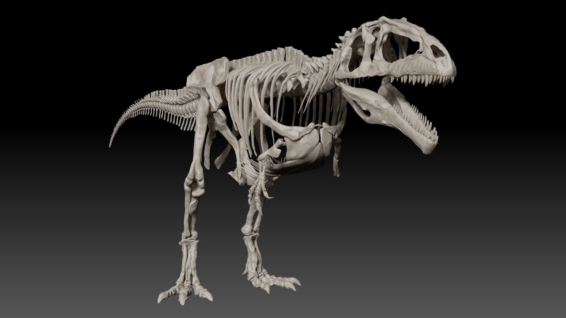 Dinosaur Giganotosaururs Full Skeletons Sculpt Project 3D model_11