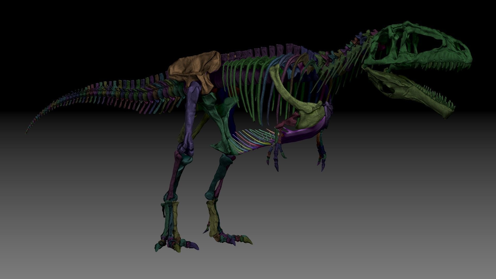 Dinosaur Giganotosaururs Full Skeletons Sculpt Project 3D model_14