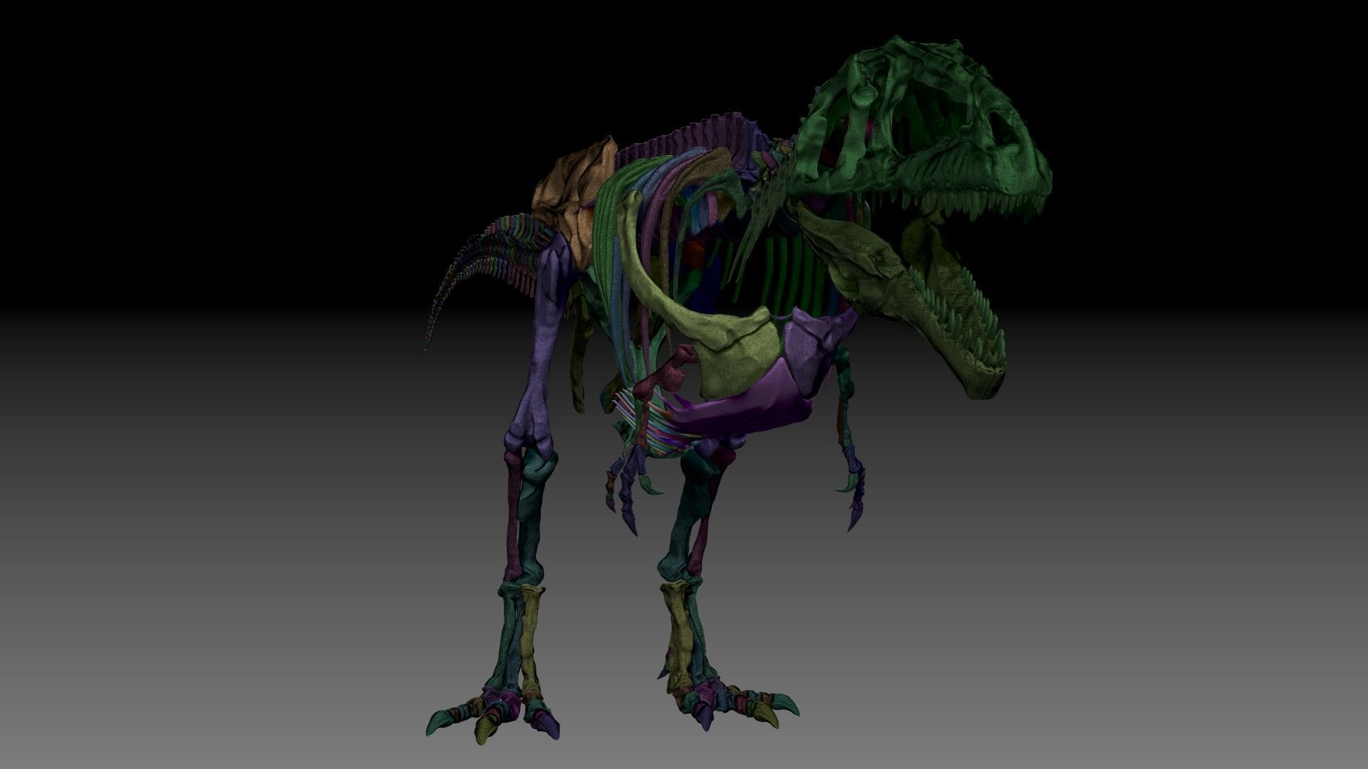 Dinosaur Giganotosaururs Full Skeletons Sculpt Project 3D model_12